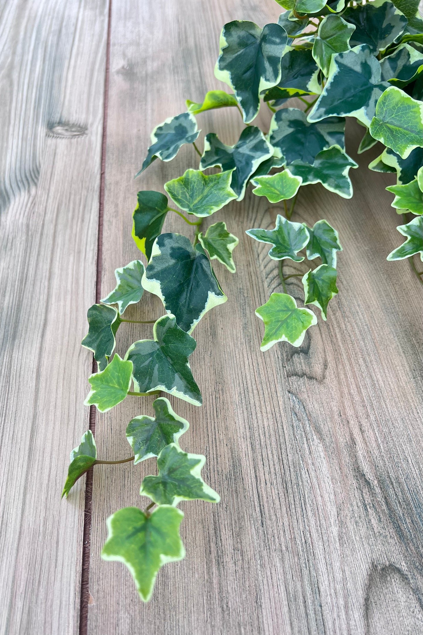 Designer's View from our Variegated Hanging Ivy Bush demonstrating natural trailing movement and placement potential