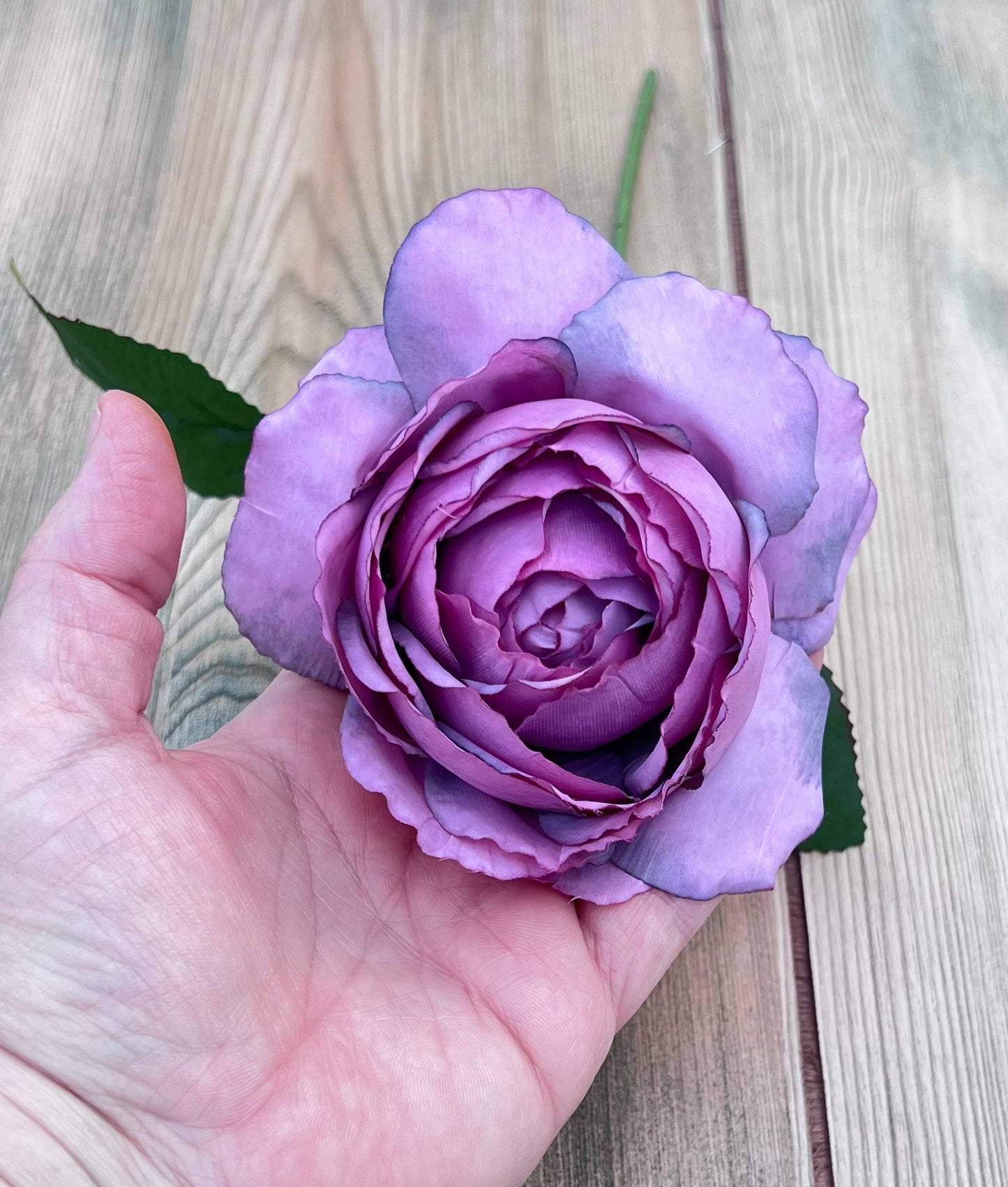 Single Antique Violet cabbage rose bloom shown in hand for flower size and scale reference