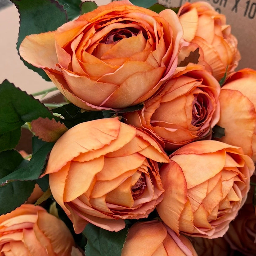 Cabbage Rose - Sunset Rust