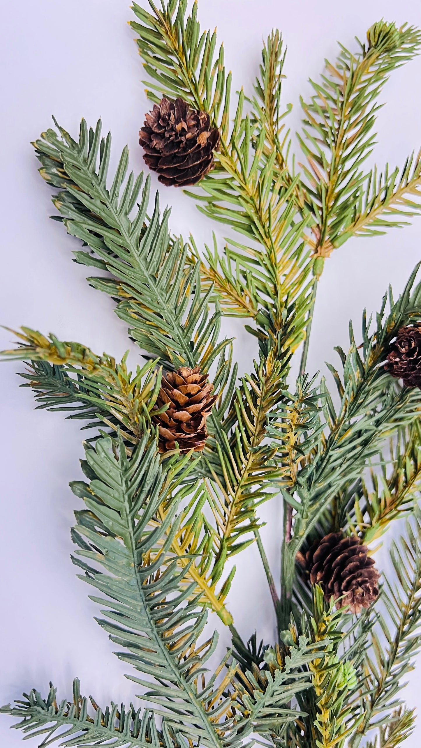 Bald Cypress and Pinecone Spray
