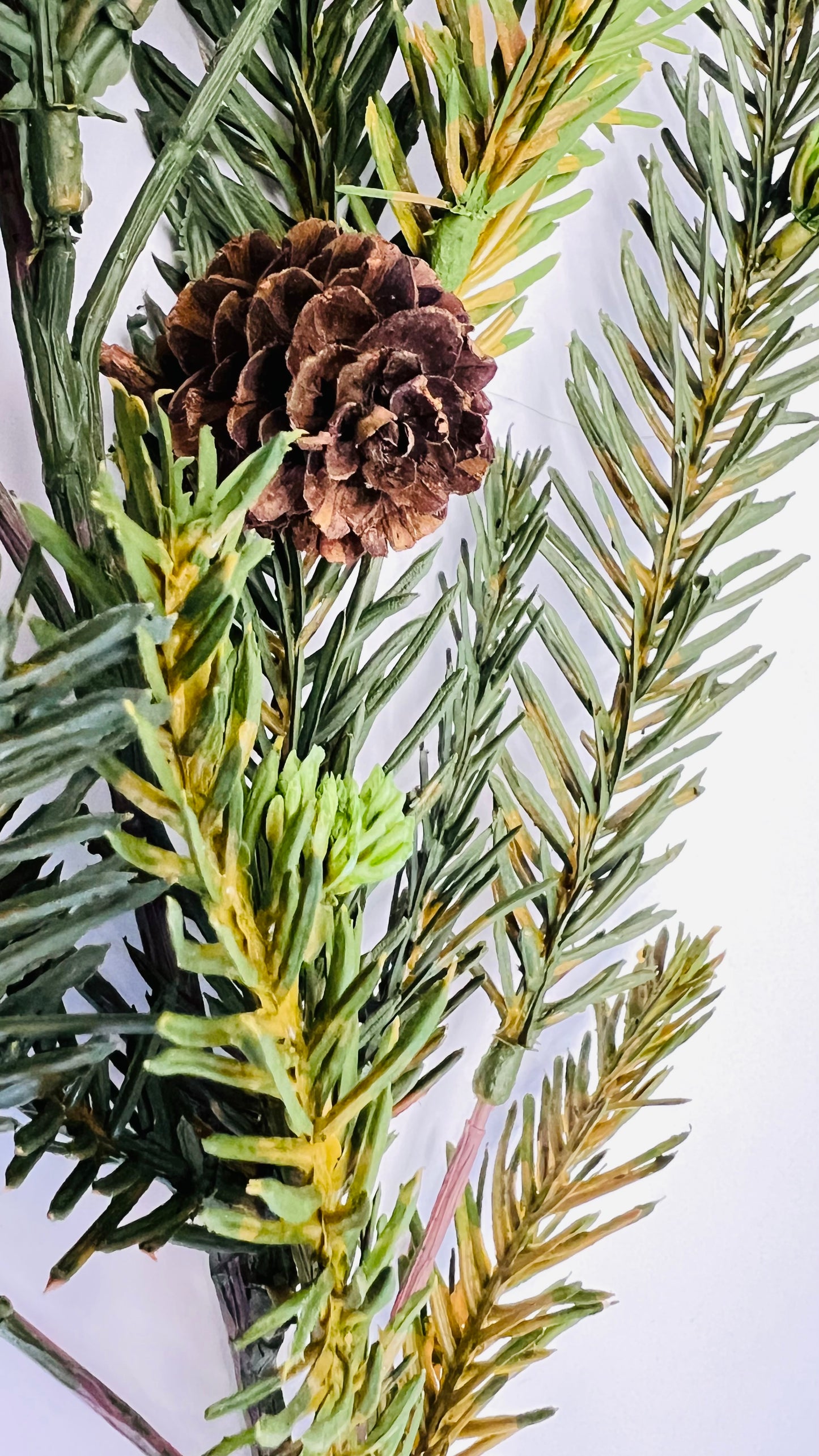 Bald Cypress and Pinecone Spray
