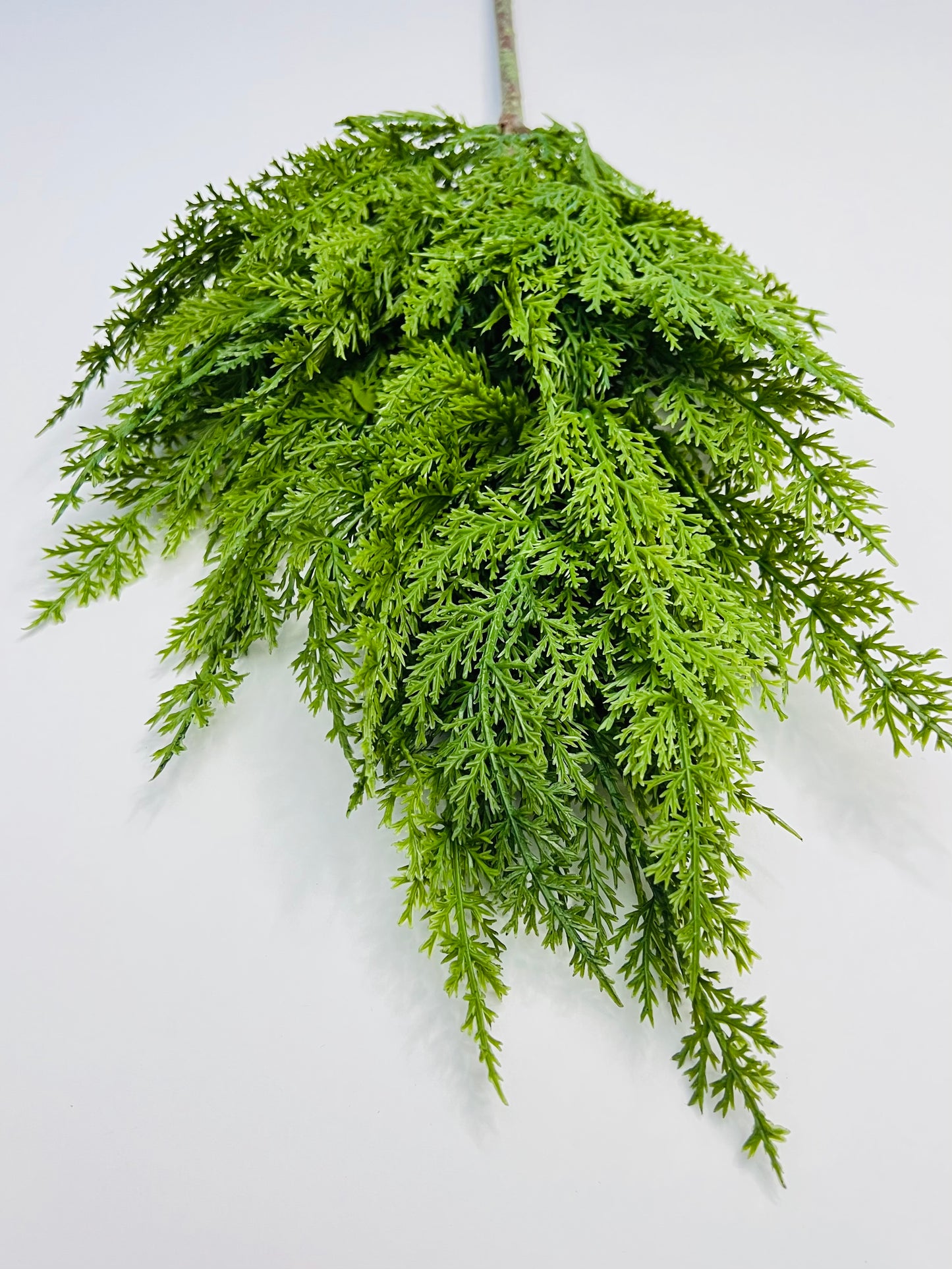 Cypress Spray