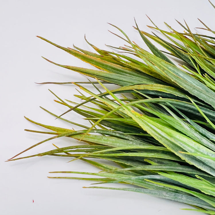 Greenery Grasses