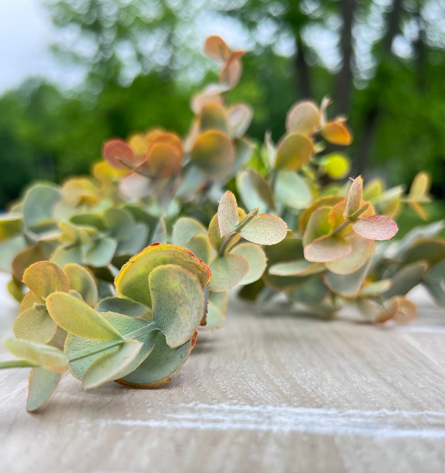 Bronze tipped faux eucalyptus bush with dusty blue-green leaves and bronze-edged foliage detail | Gardenbug Designs