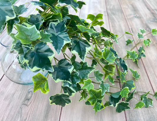Variegated Hanging Ivy Bush with cascading cream-edged ivy leaves sourced by Gardenbug Designs