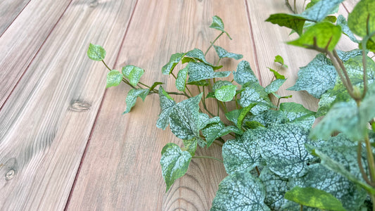 Cottonwood Frost Ivy Bush with frosted variegated foliage and trailing greenery sourced by Gardenbug Designs