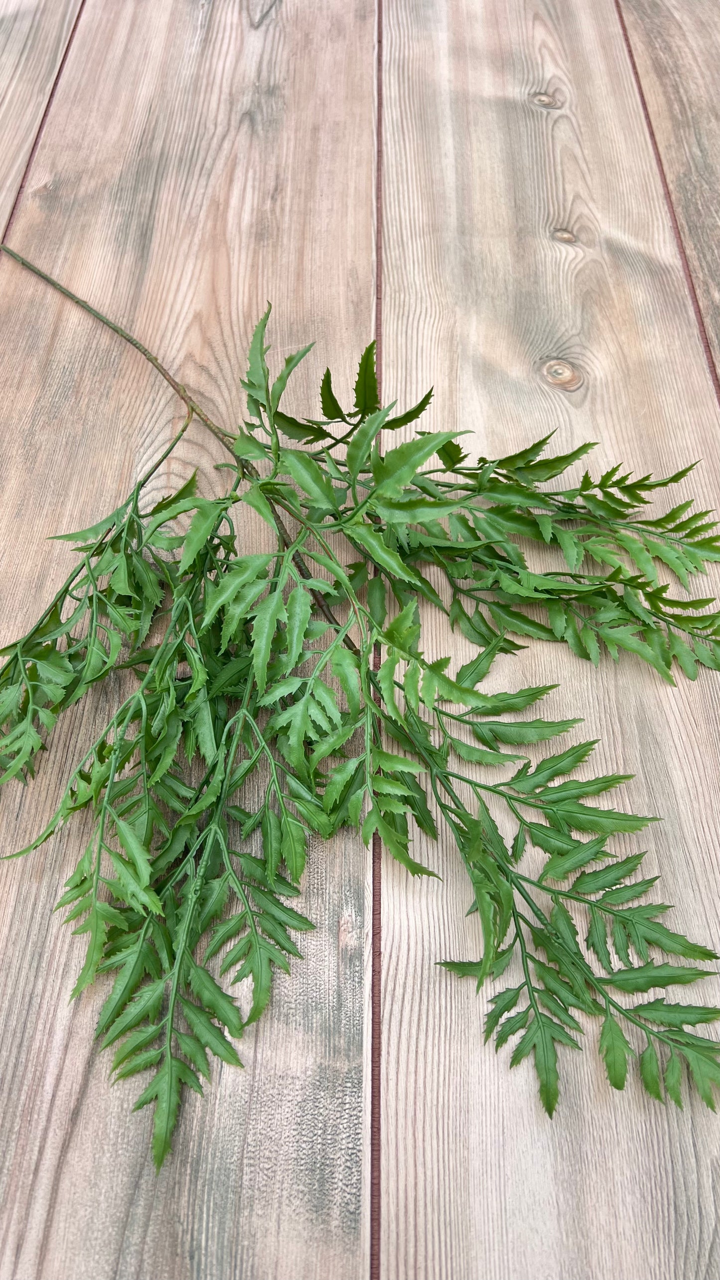 Full view of Ming Aralia Spray showcasing its airy shape and branching structure