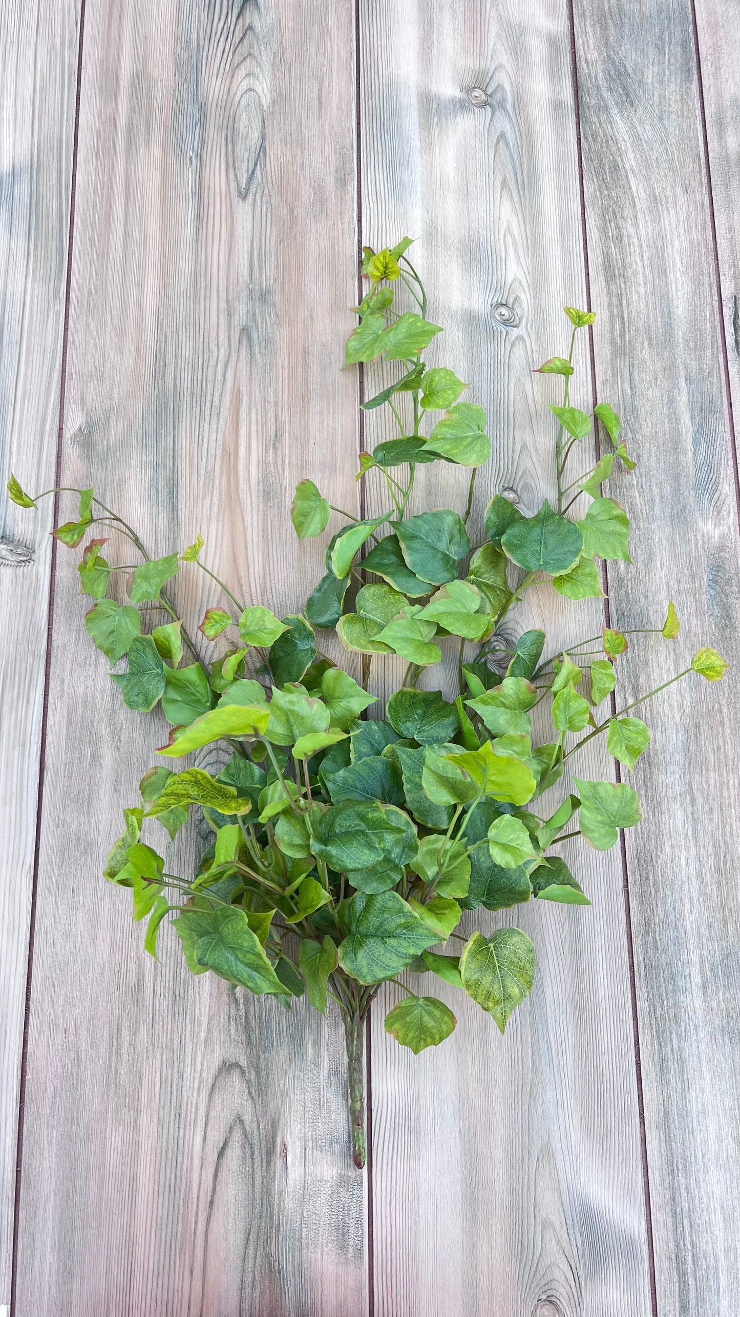 Full view of Cottonwood Ivy Bush — Light Green showing overall size, shape, and trailing growth habit