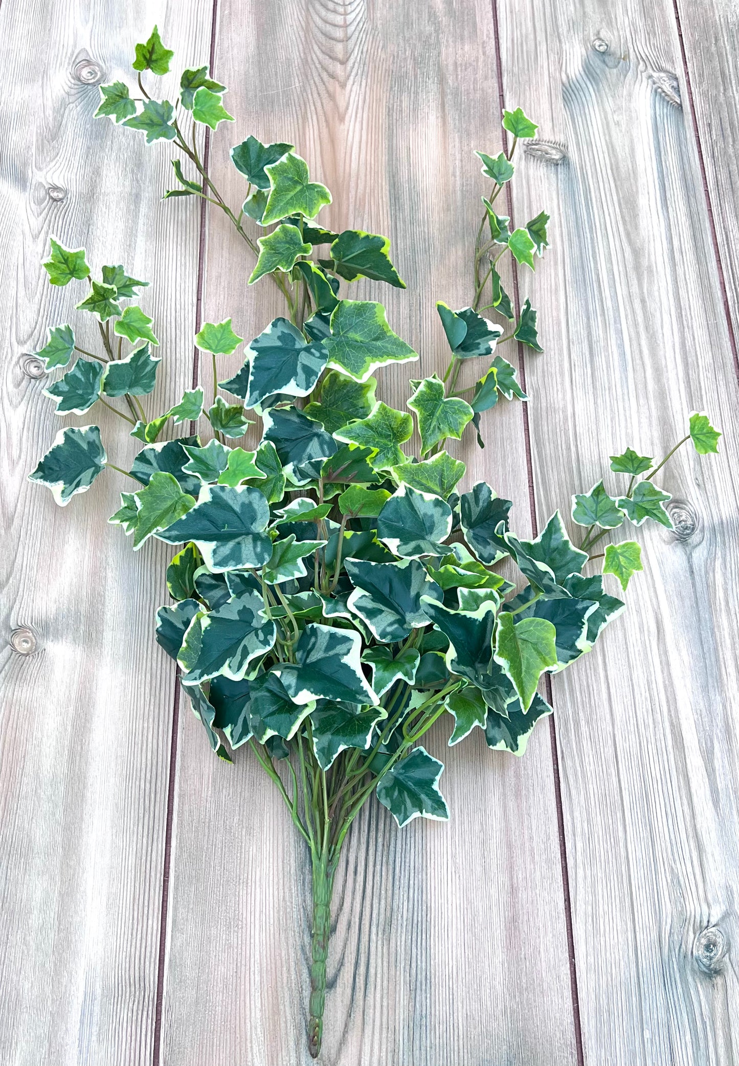 Full view of the Variegated Hanging Ivy Bush showing trailing vines and variegated foliage