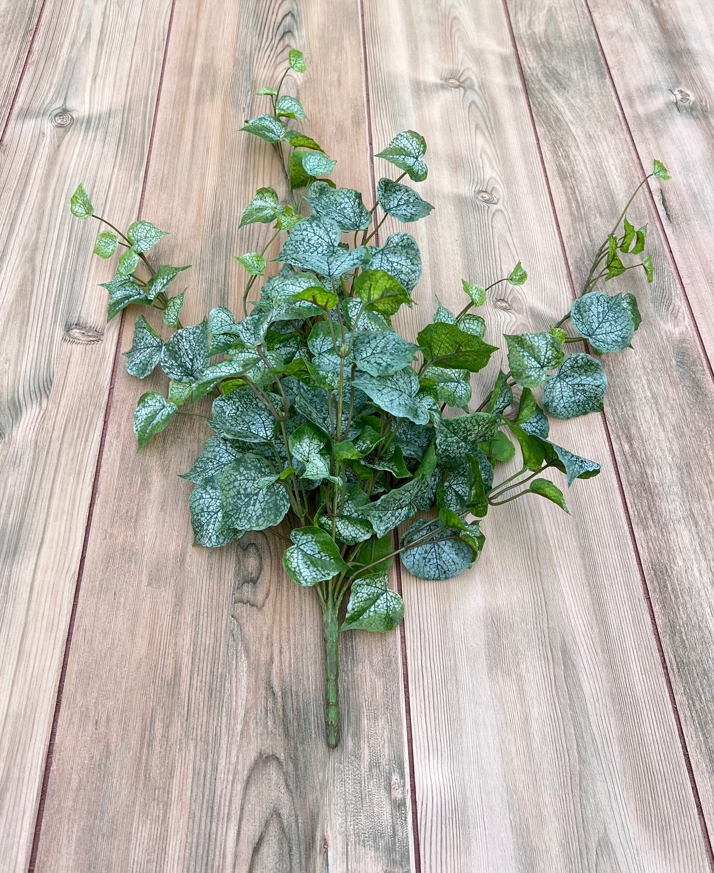 Full Cottonwood Frost Ivy Bush showing trailing stems and frosted variegated leaves