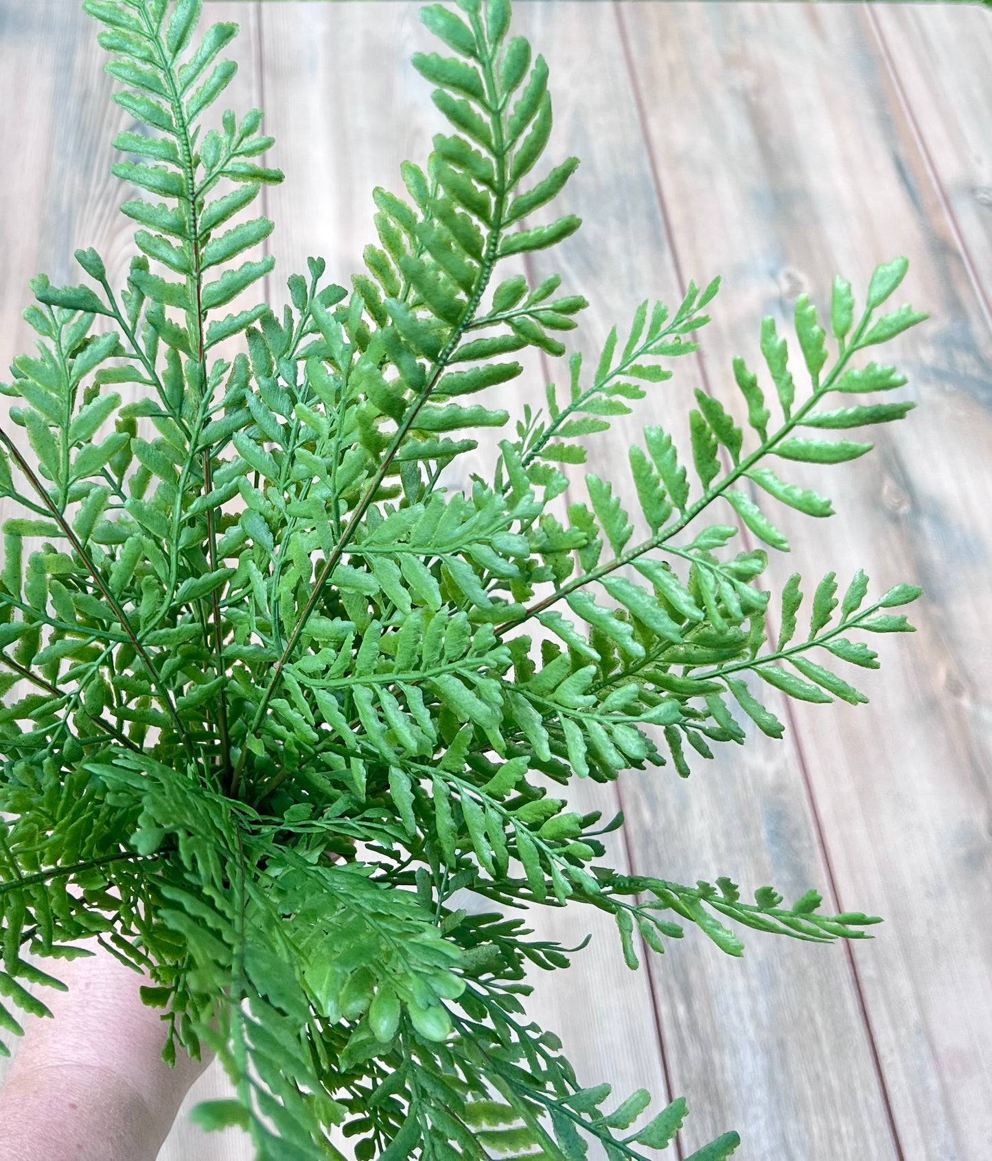 Persian Leaves Bush greenery showcasing natural movement and fern-like texture