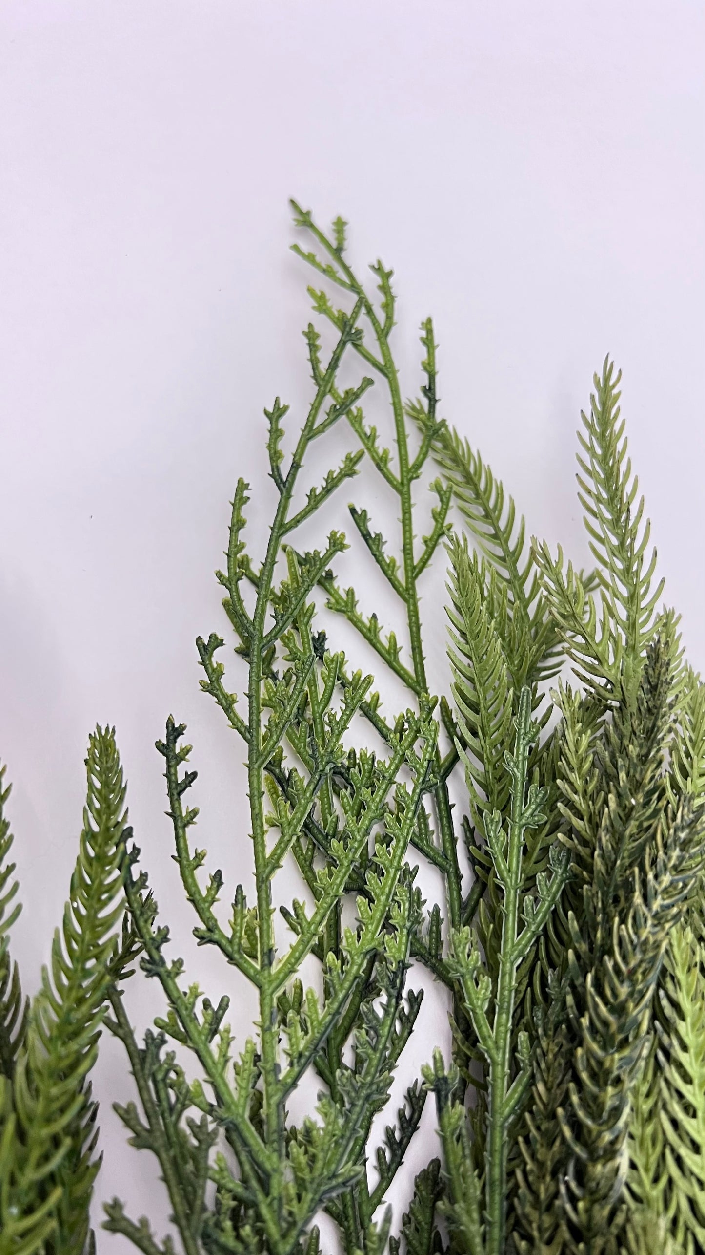 Norfolk Pine and Cedar Bundle- Soft Touch