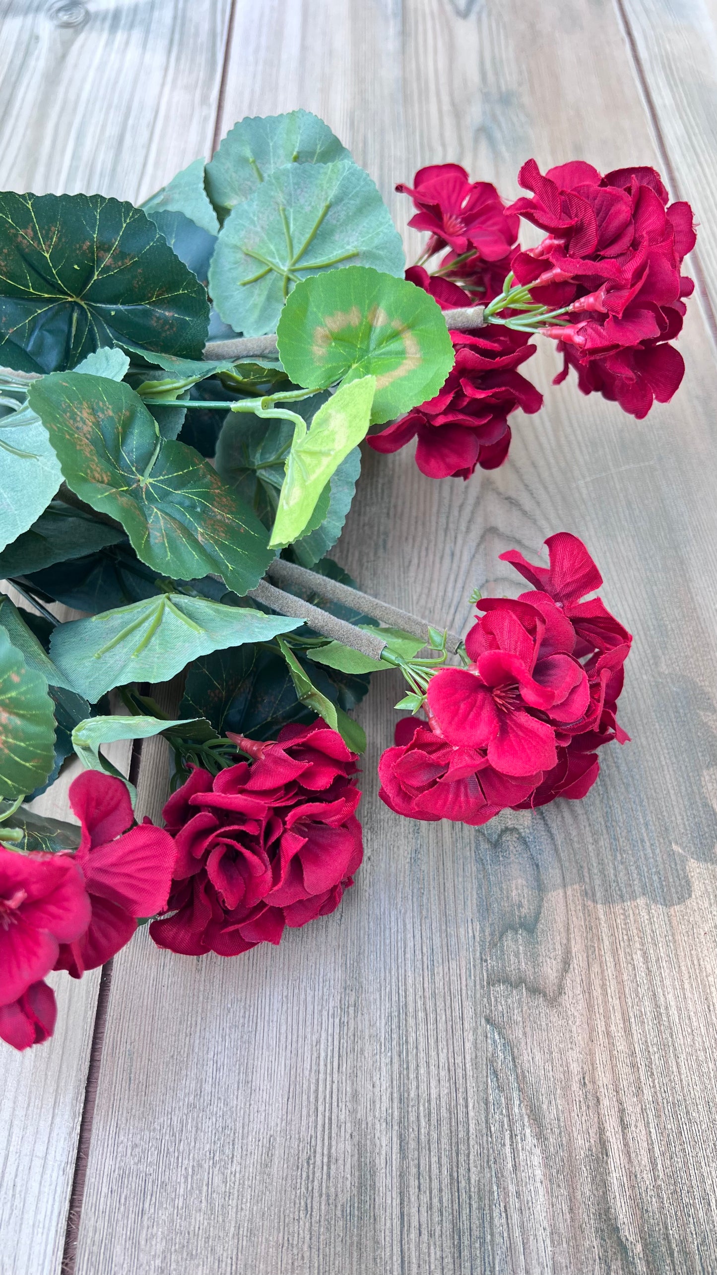Red Geranium Bush shown from an alternate angle highlighting bloom placement and foliage