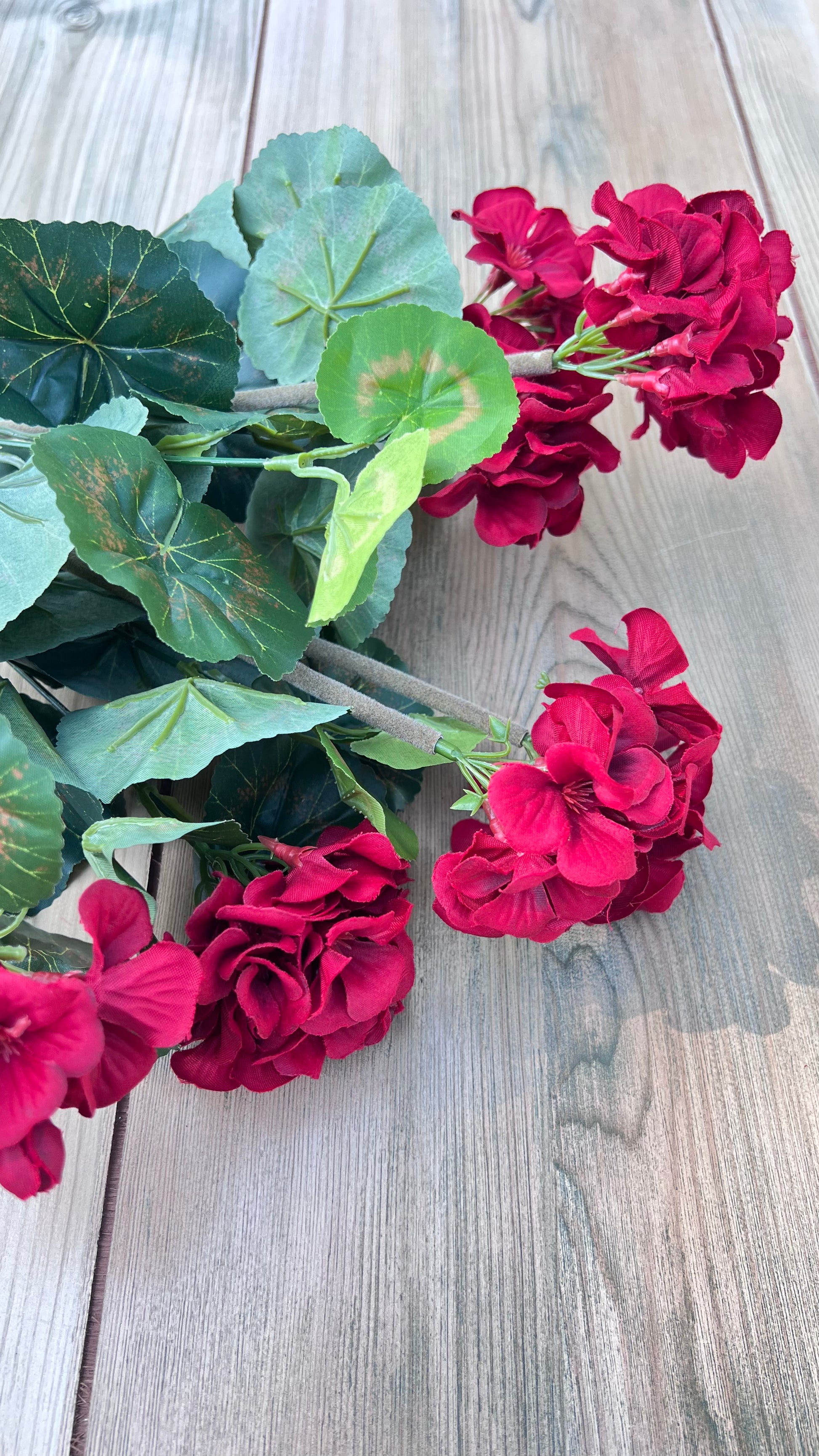 Red Geranium Bush shown from an alternate angle highlighting bloom placement and foliage