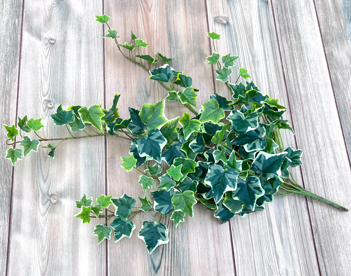 Variegated Hanging Ivy Bush displayed from alternate angle highlighting natural drape and fullness