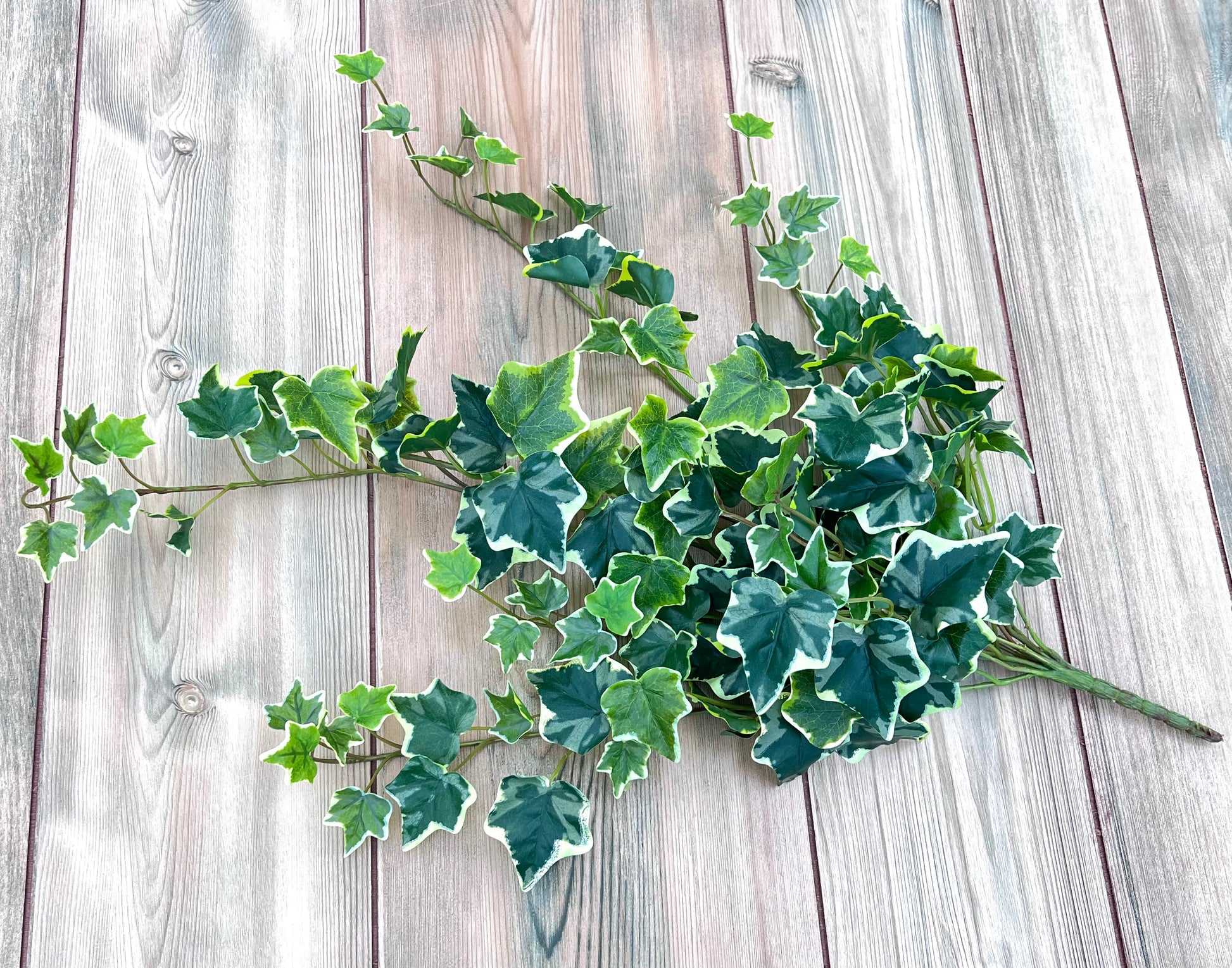 Variegated Hanging Ivy Bush displayed from alternate angle highlighting natural drape and fullness
