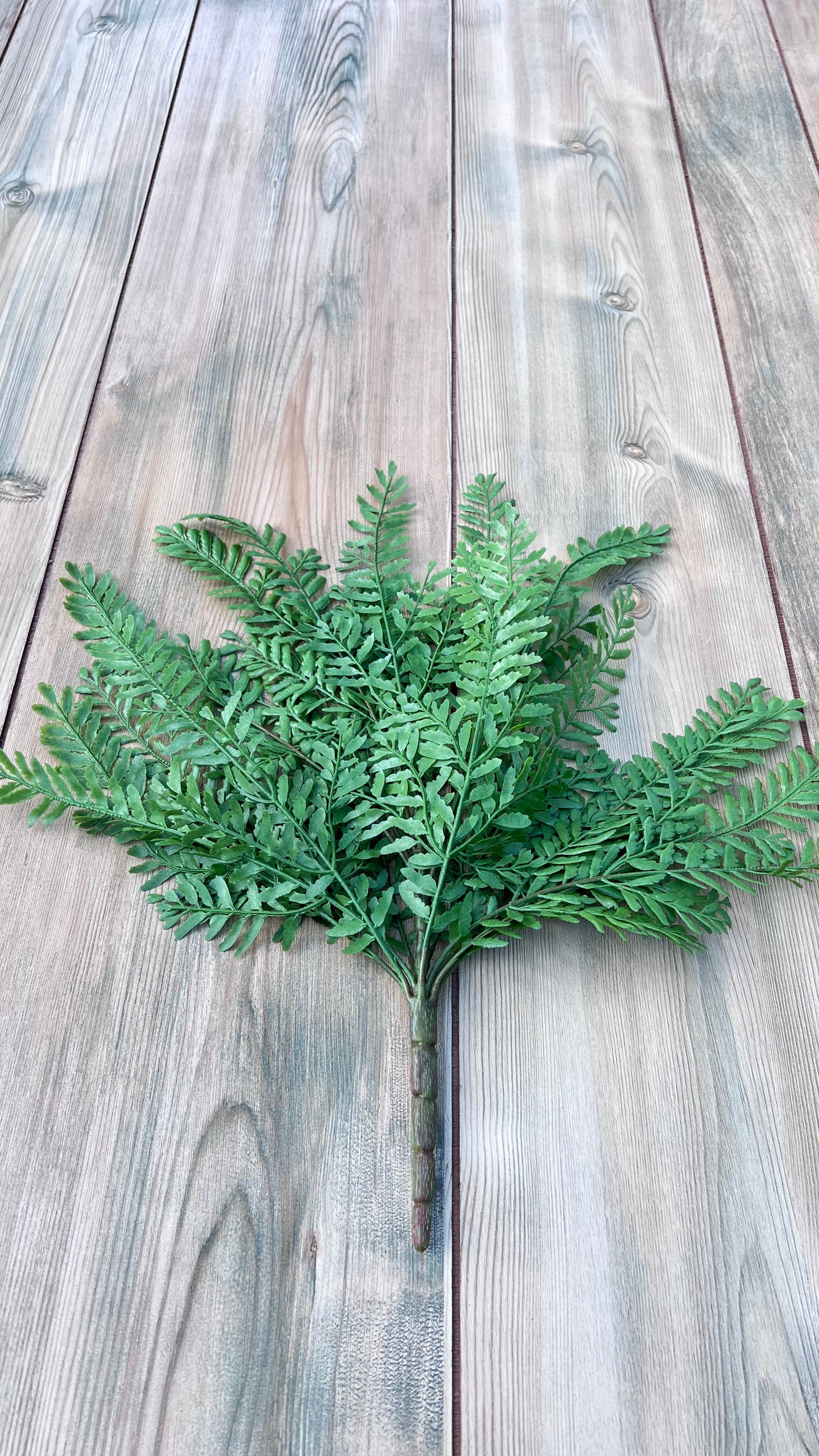 Full Persian Leaves Bush displaying layered foliage and branching stems