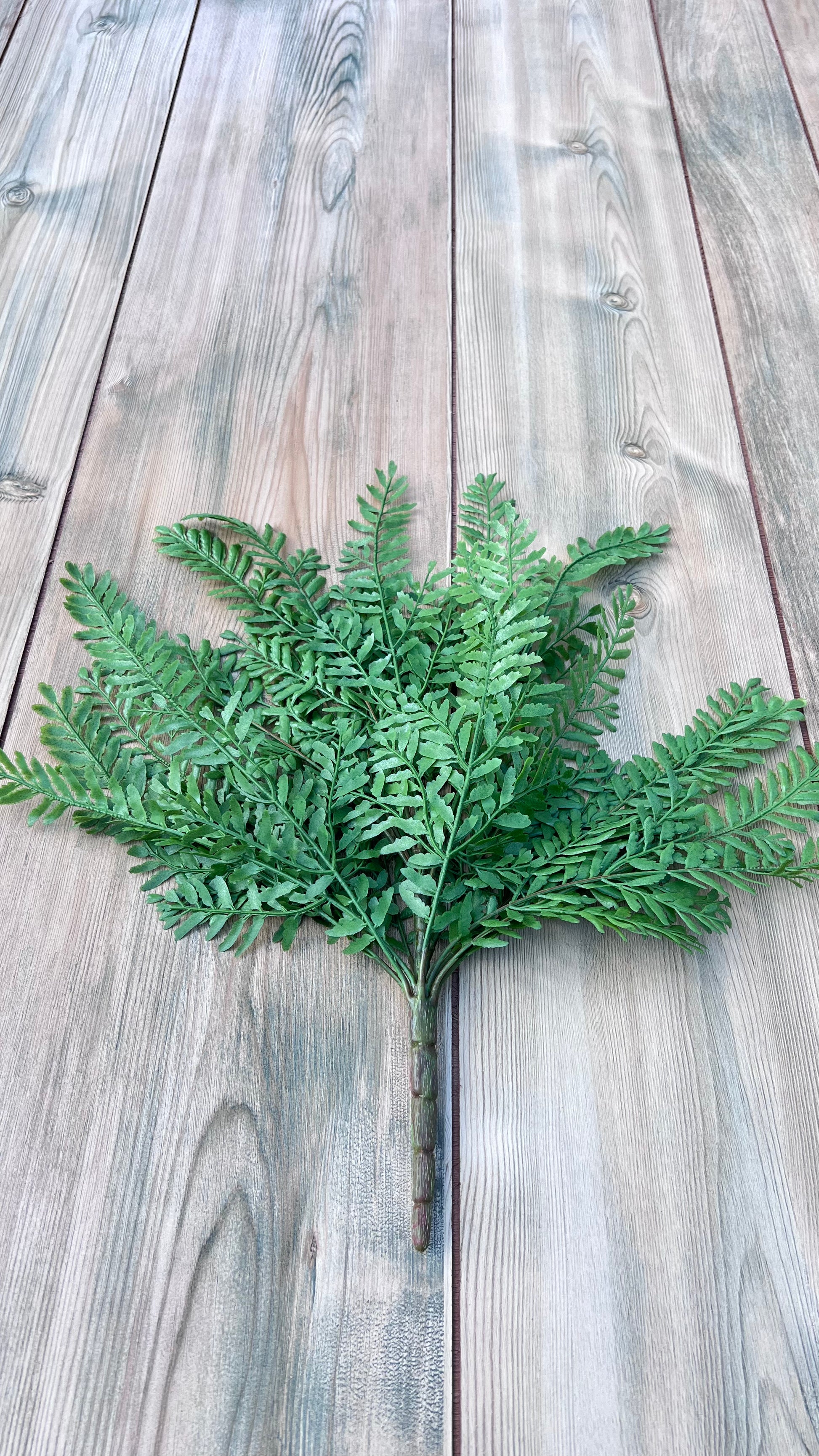 Full Persian Leaves Bush displaying layered foliage and branching stems