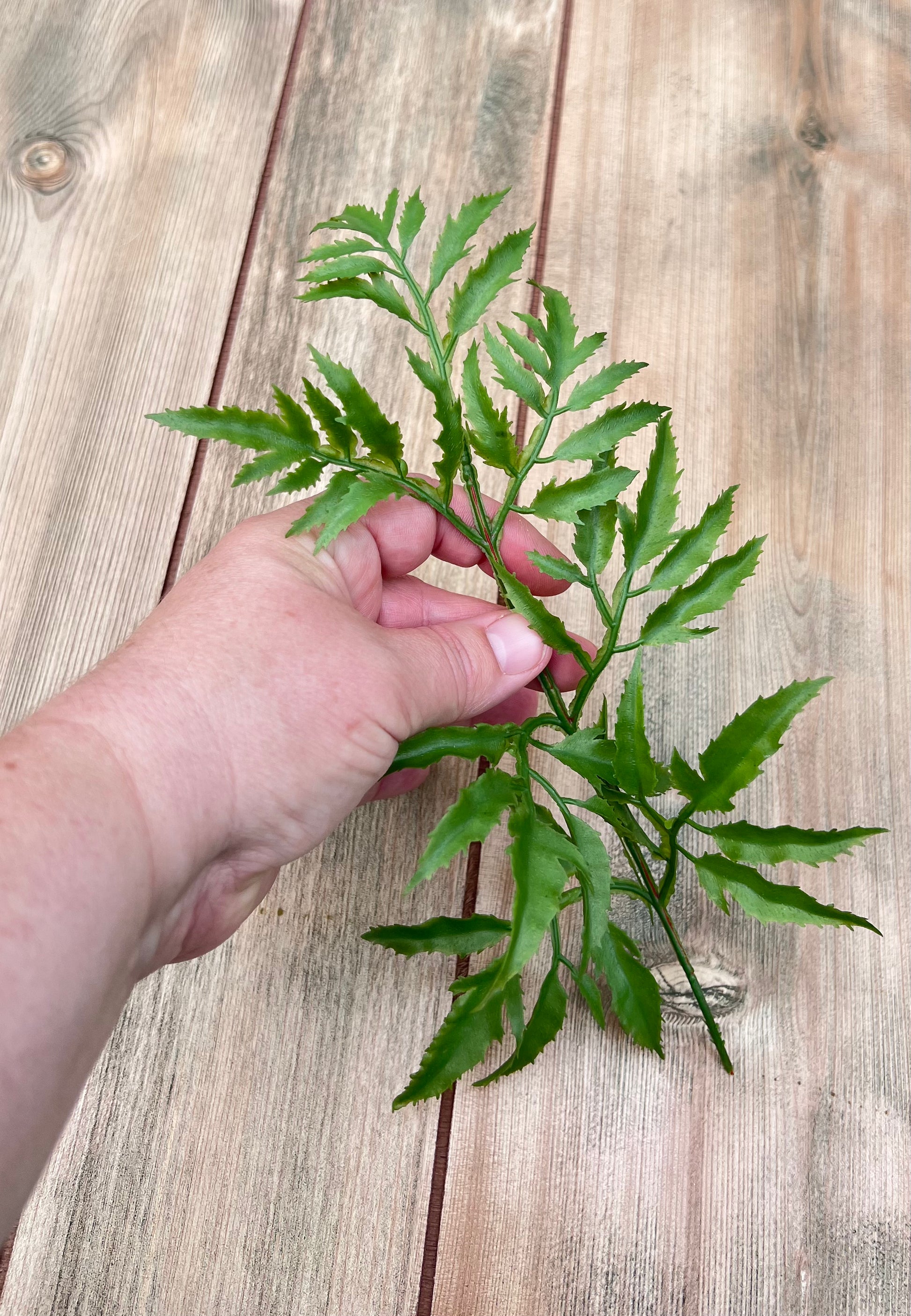 A single leaf from our Ming Aralia Spray shown in hand for size and scale reference