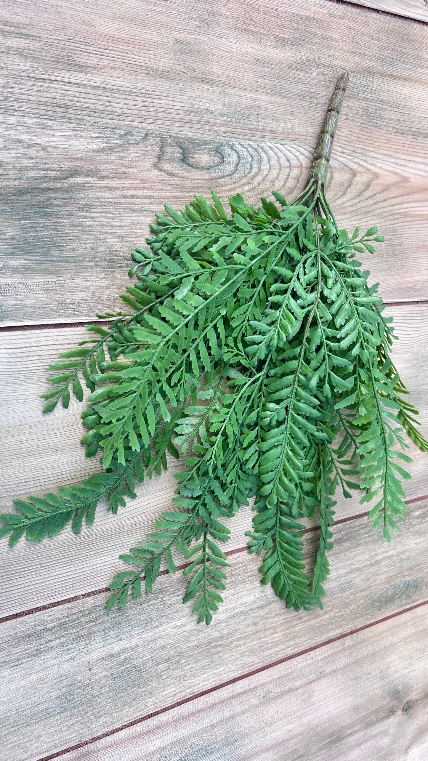 Persian Leaves Bush shown from an alternate angle highlighting the fern-like foliage