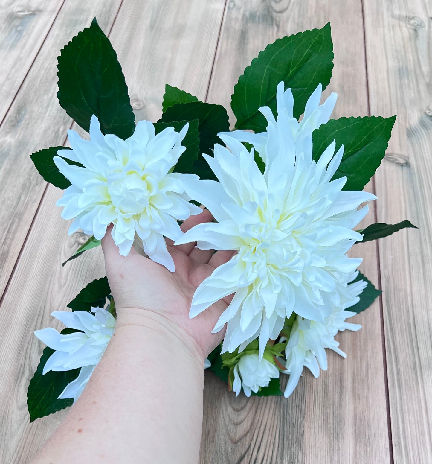 White Dahlia Bush displayed with hand to show overall size and scale.