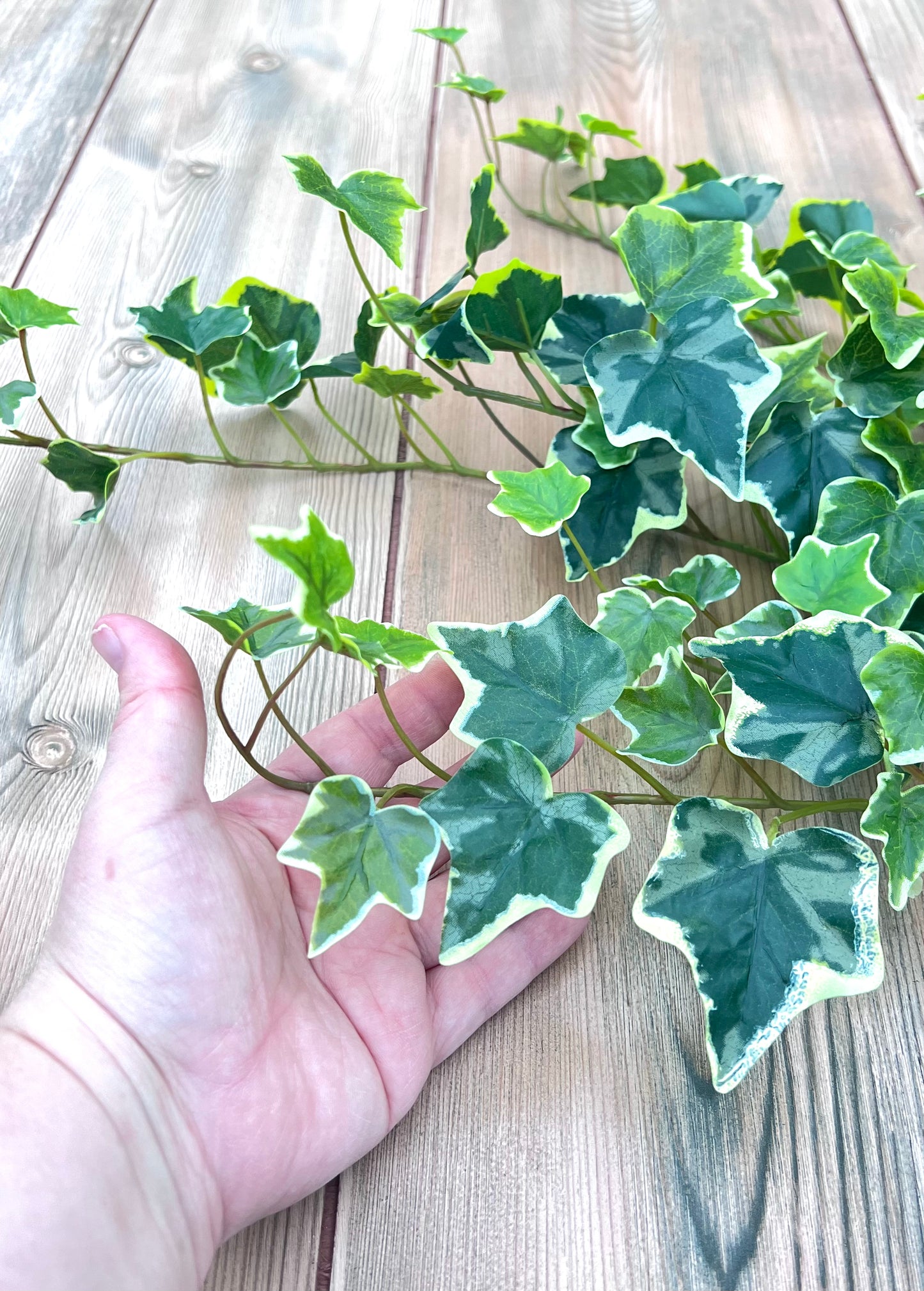 Variegated Hanging Ivy Bush and hand shown for scale of trailing stems and realistic ivy leaves