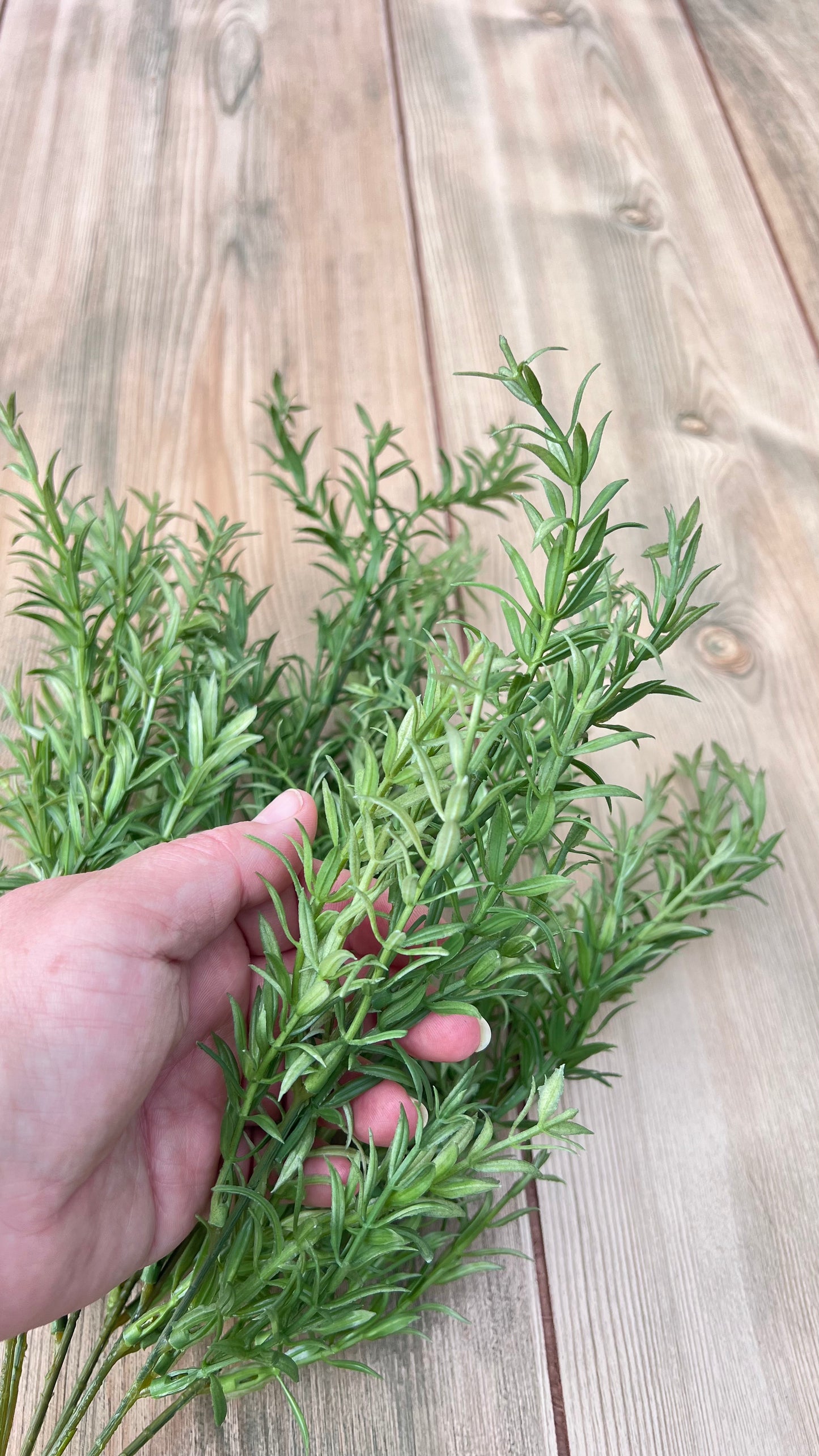 Rosemary Bush shown in hand for size and scale reference