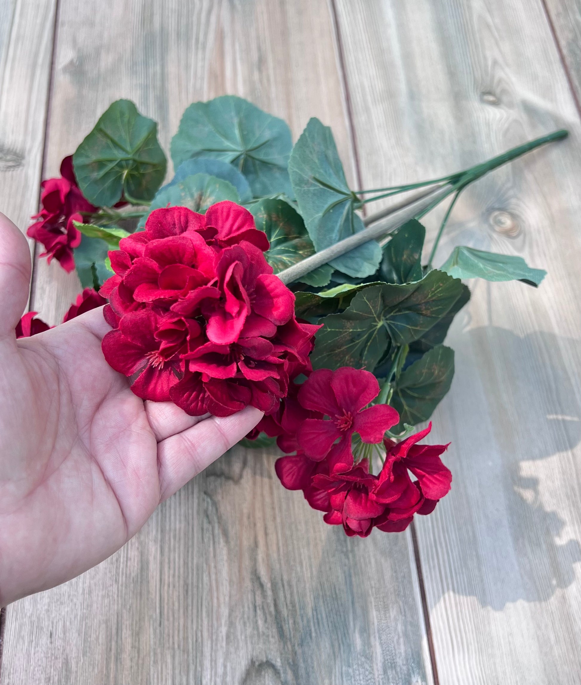 Red Geranium Bush shown in hand for size reference and scale