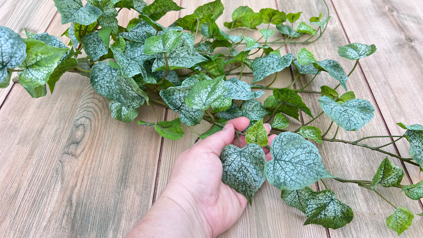 Cottonwood Frost Ivy Bush shown in hand for size and scale reference