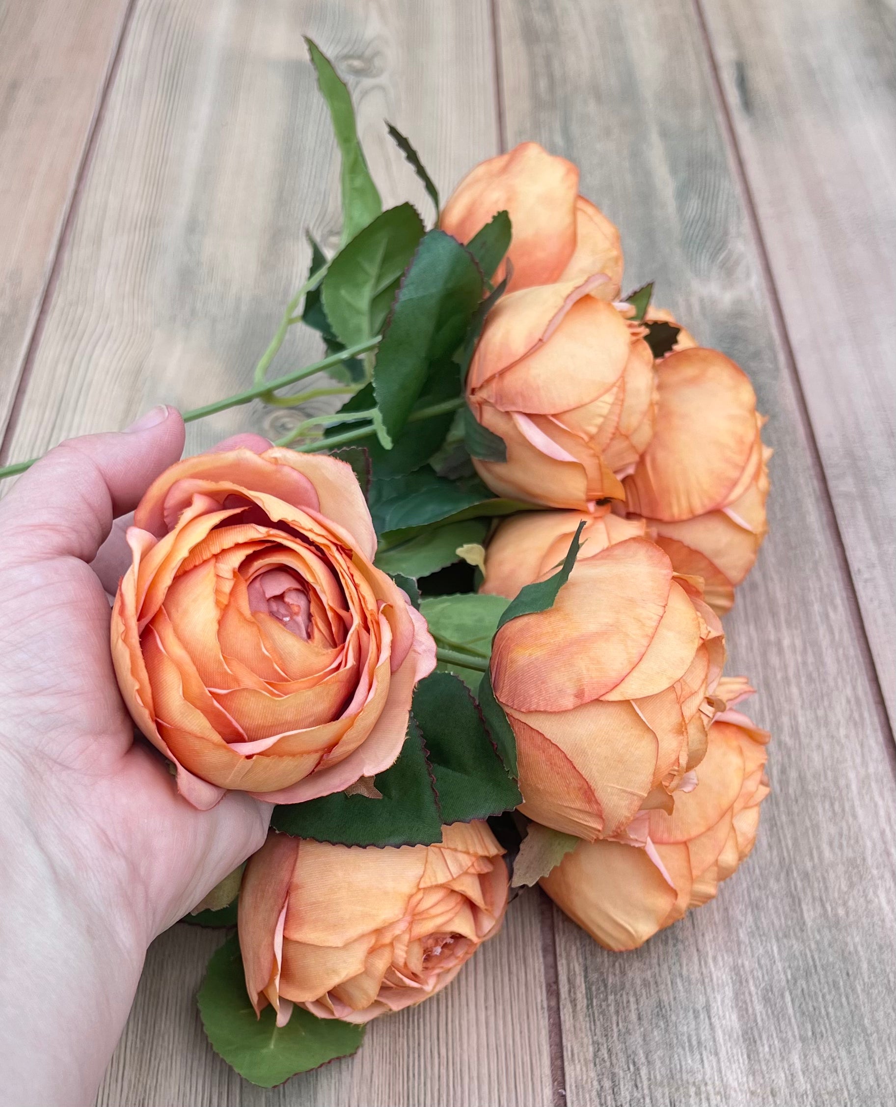 Sunset Rust Cabbage Rose Bush shown in hand for size reference and scale