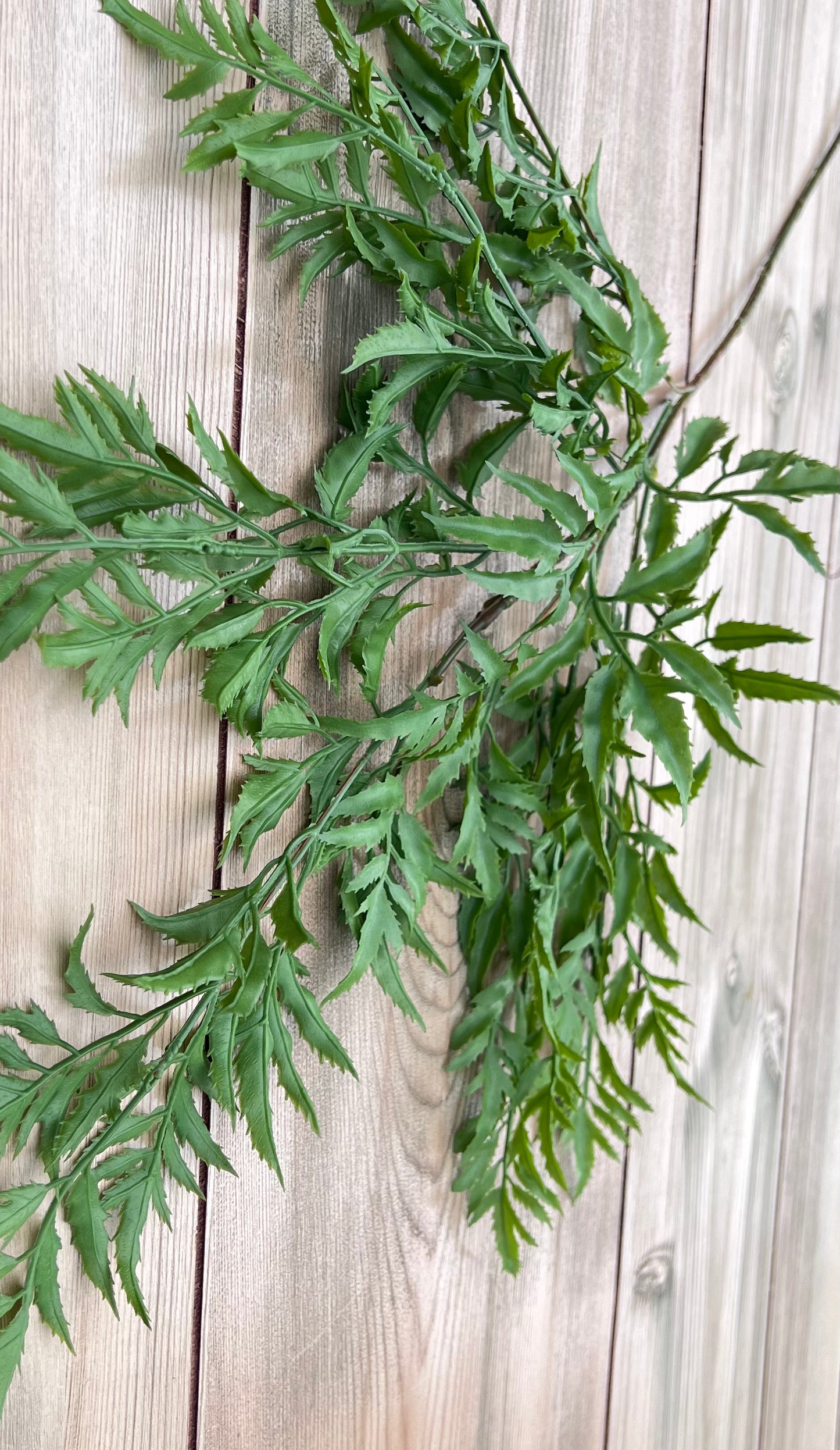 Branching structure of the Ming Aralia Spray showing stem architecture and airy growth habit