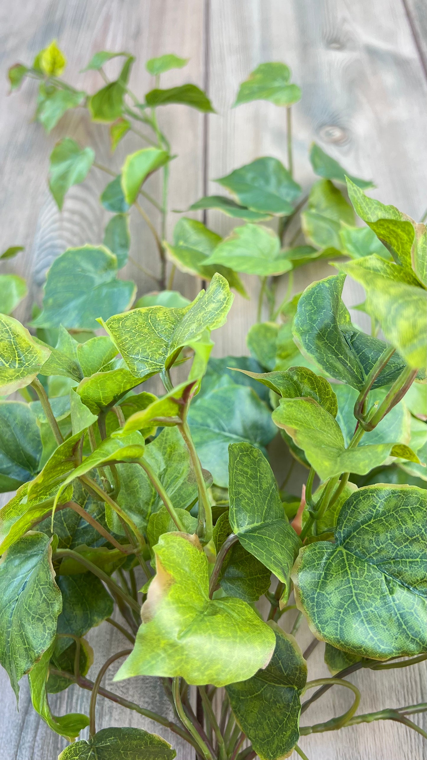 Structural view of Cottonwood Ivy Bush — Light Green displaying stem framework and trailing construction