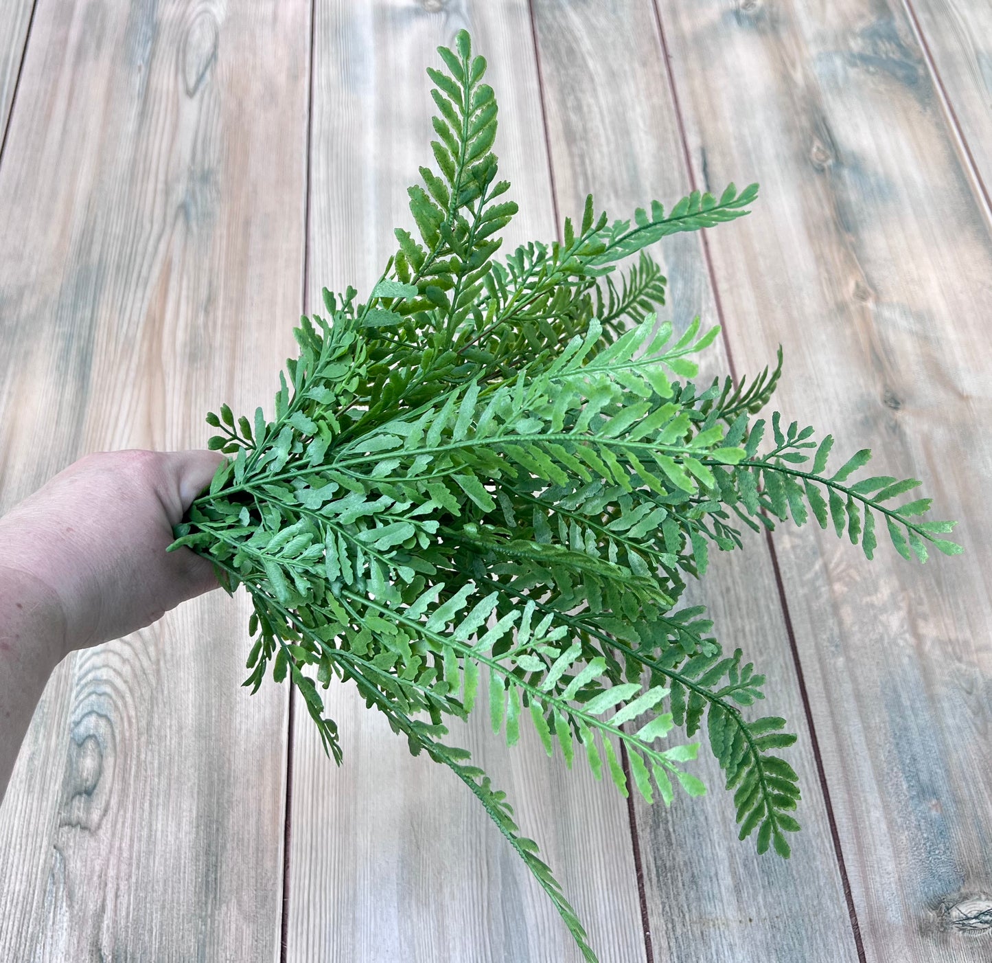 Persian Leaves Bush in hand shown for size and scale reference