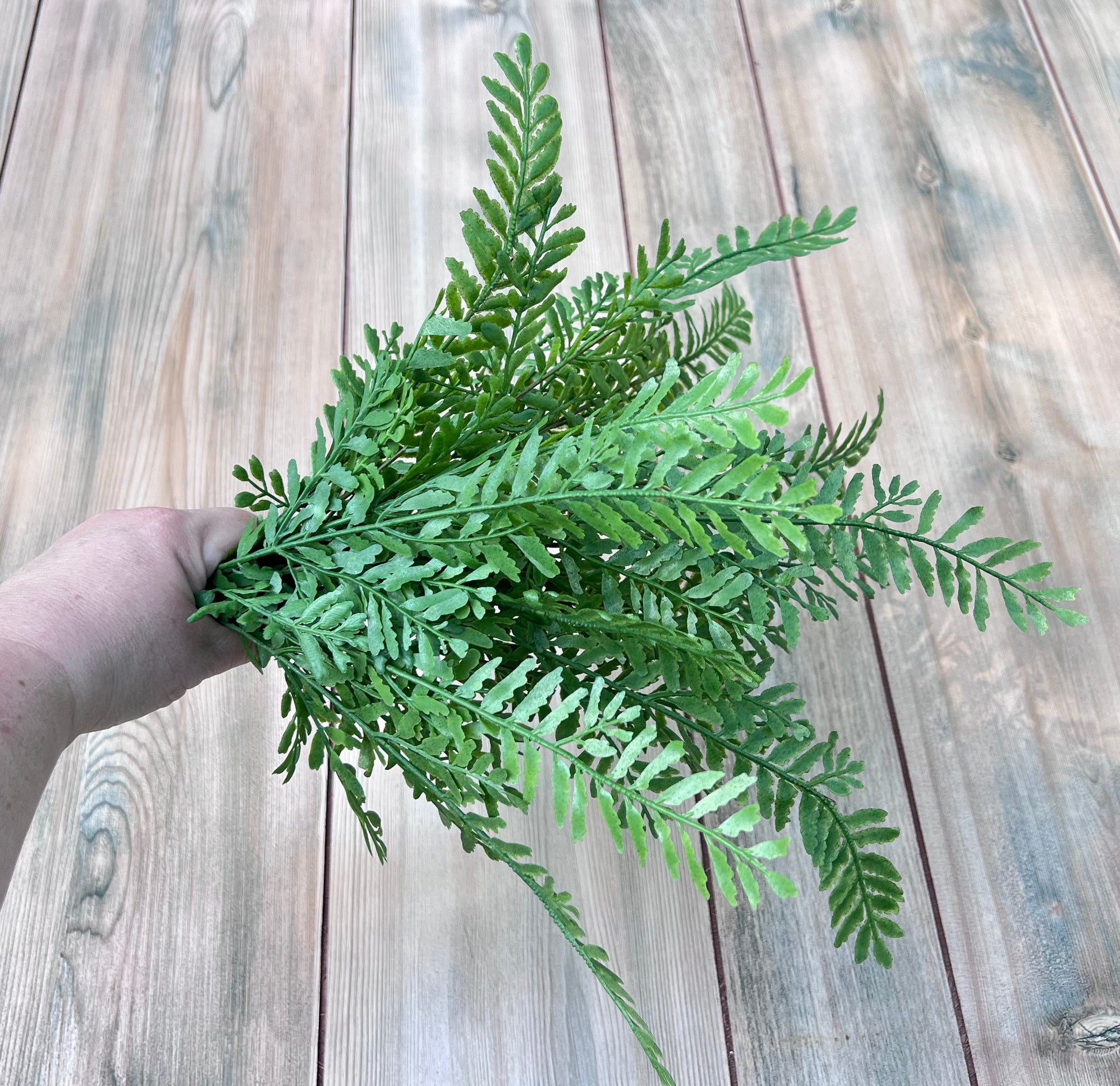 Persian Leaves Bush in hand shown for size and scale reference