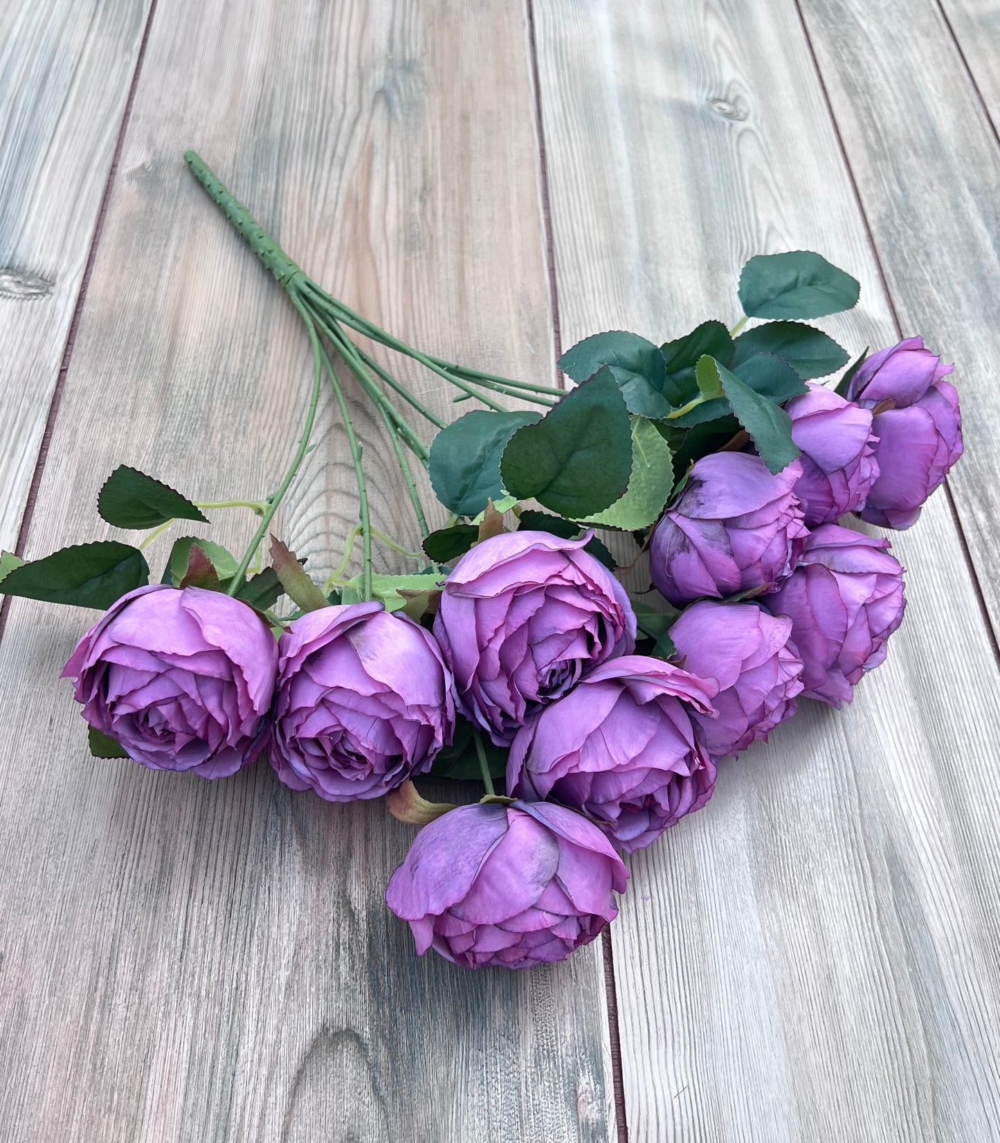 Antique Violet cabbage rose bush showing stem construction, branching, and useable foliage