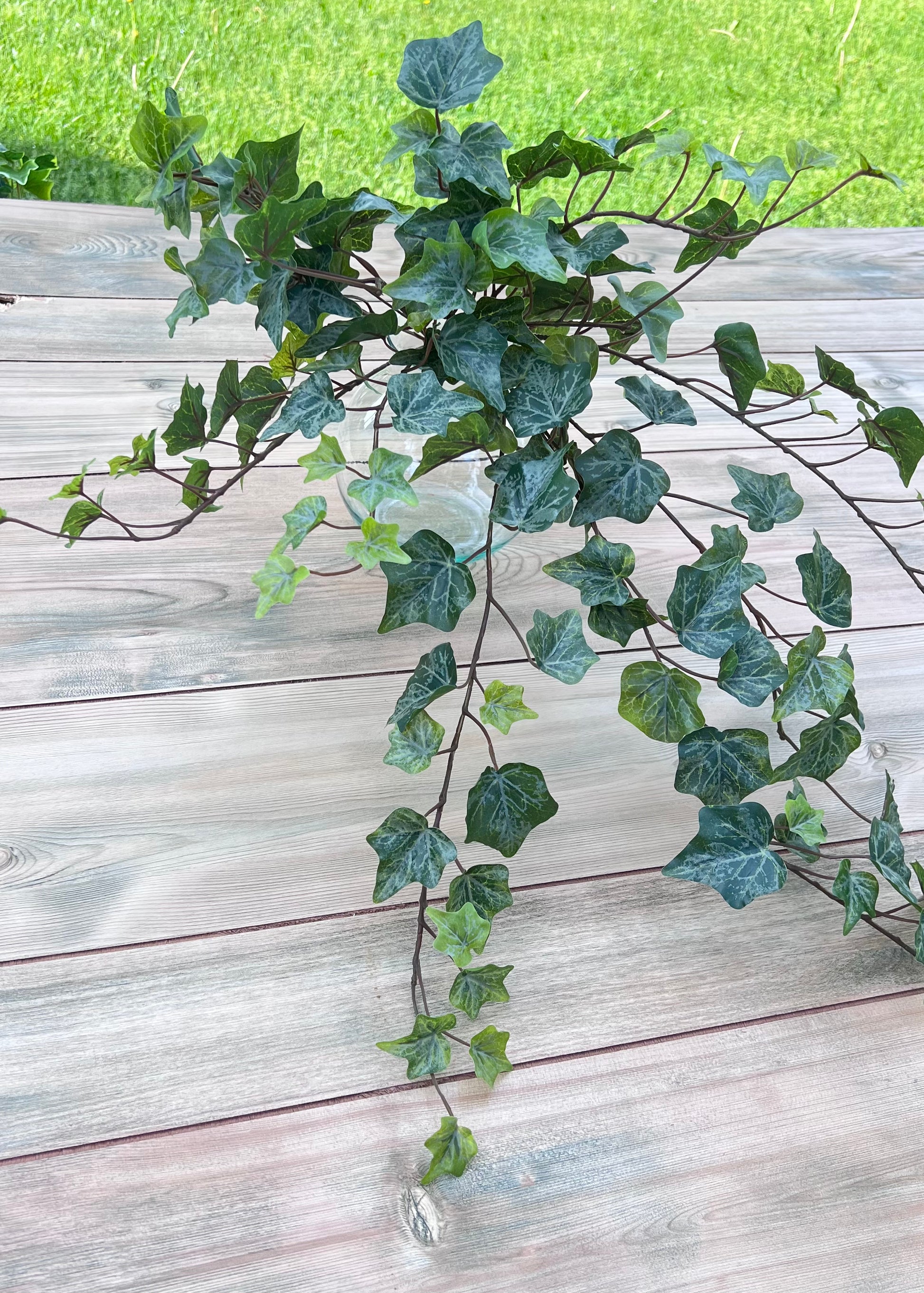 Structural view of Hanging Ivy Bush — Frost displaying vine construction, branching stems, and trailing growth habit