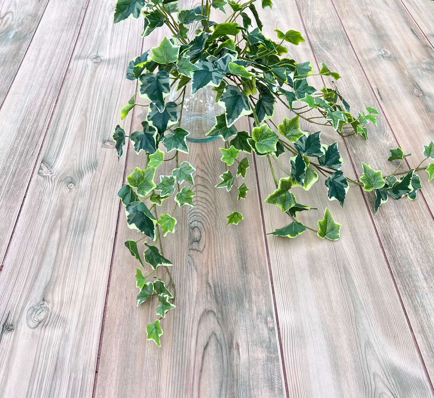 Structure view of Variegated Hanging Ivy Bush revealing vine placement and branching habit