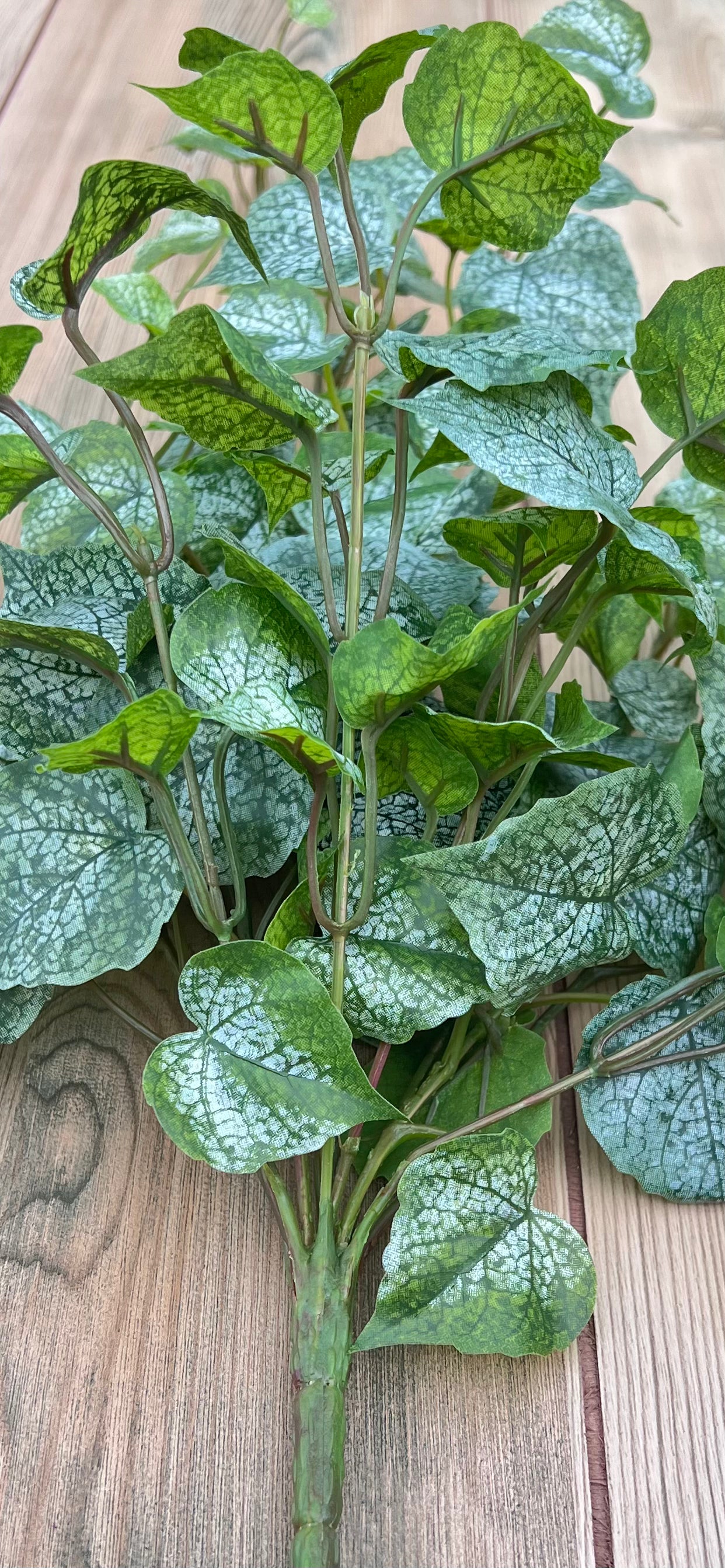 Structure view of our Cottonwood Frost Ivy Bush showing stem layout and growth habit