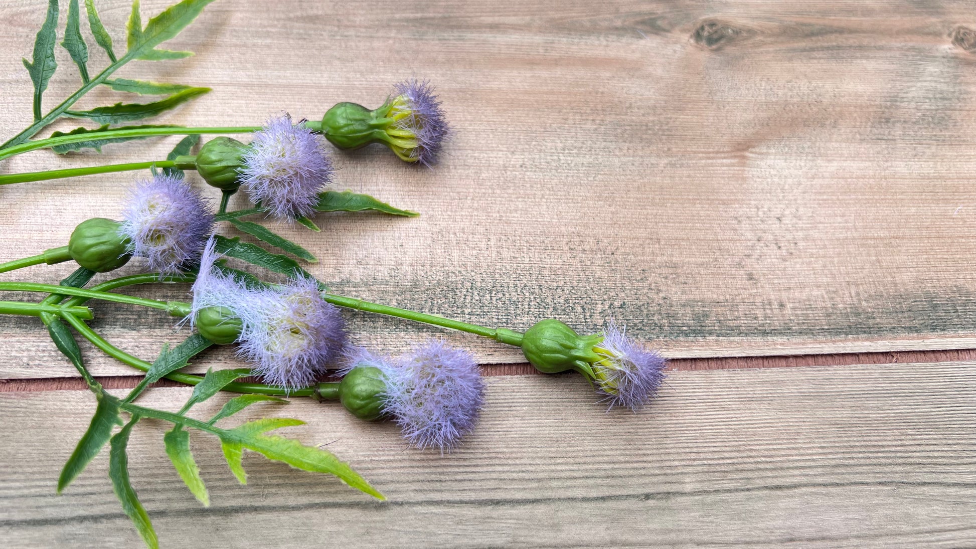 Purple Meadow Pod Spray structure view showing pod spacing and leaf details