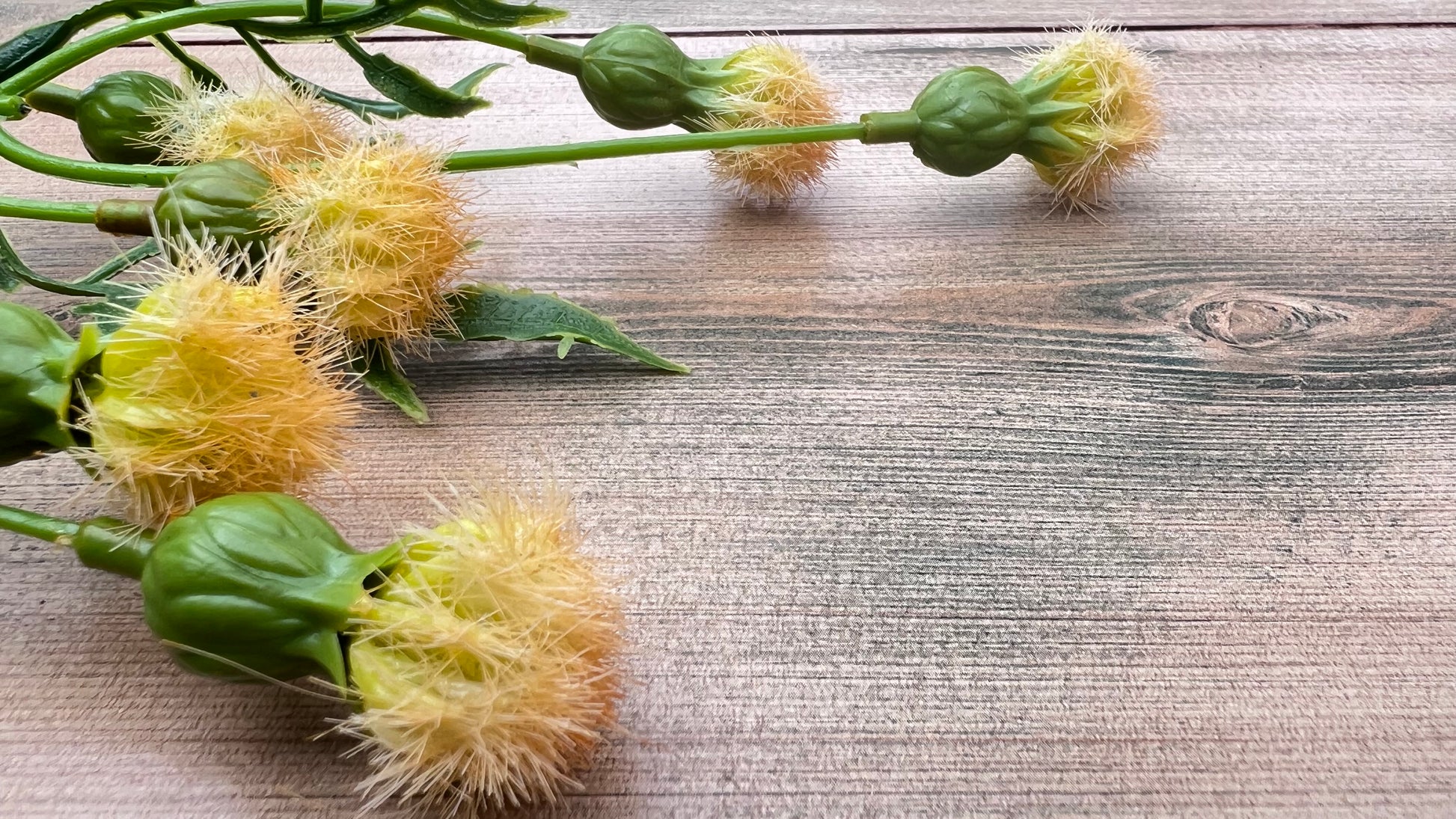 Close up detail of Yellow Meadow Pod Spray pods showing layered construction and botanical texture