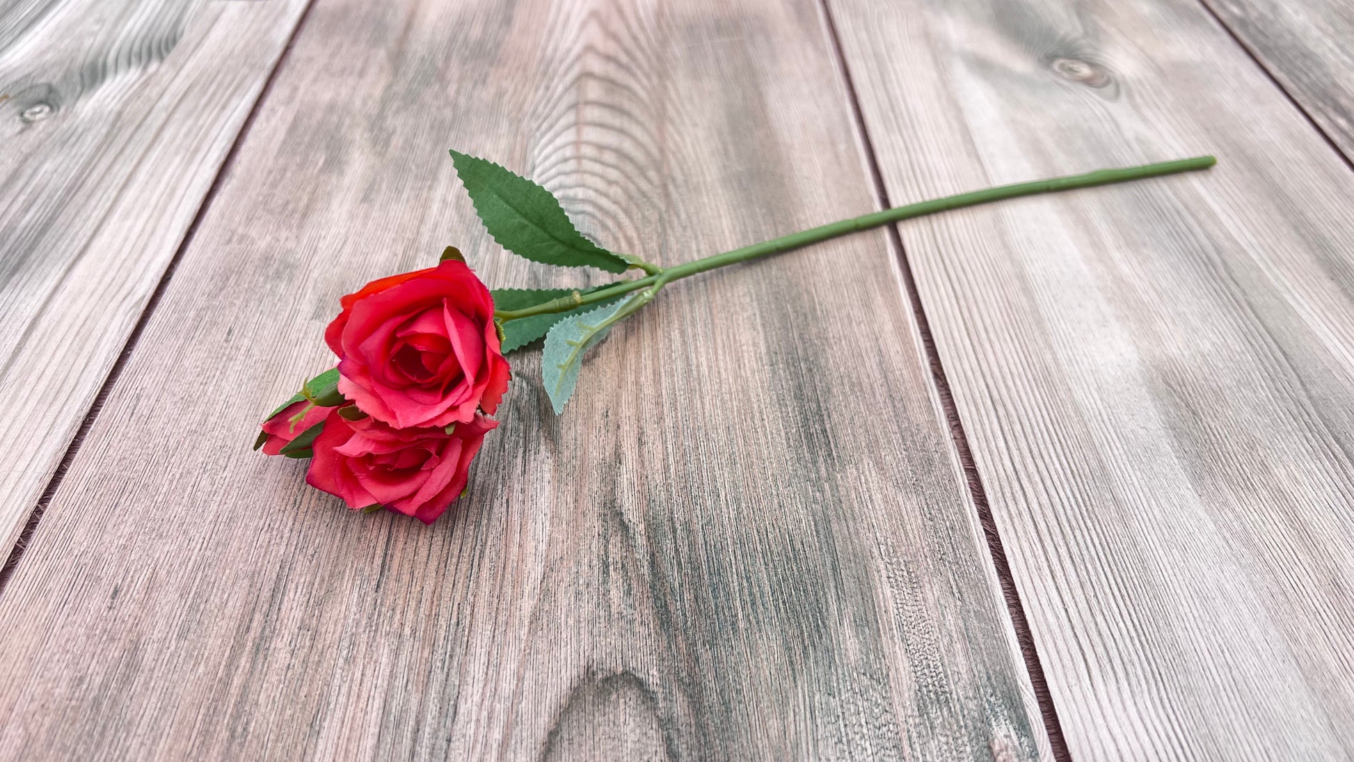 Single coral rose stem with realistic foliage and bud detail