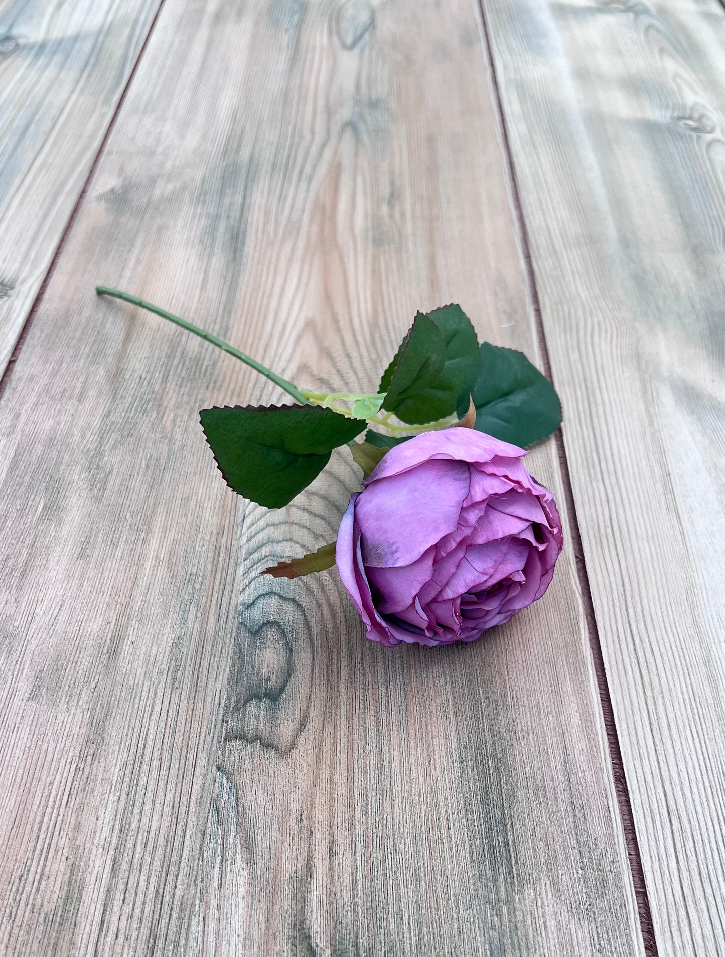 Single Antique Violet cabbage rose stem displaying bloom shape, foliage, and stem length