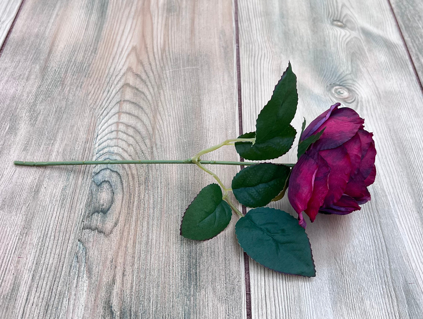 Single Raspberry Plum cabbage rose stem displaying bloom shape, foliage, and stem length