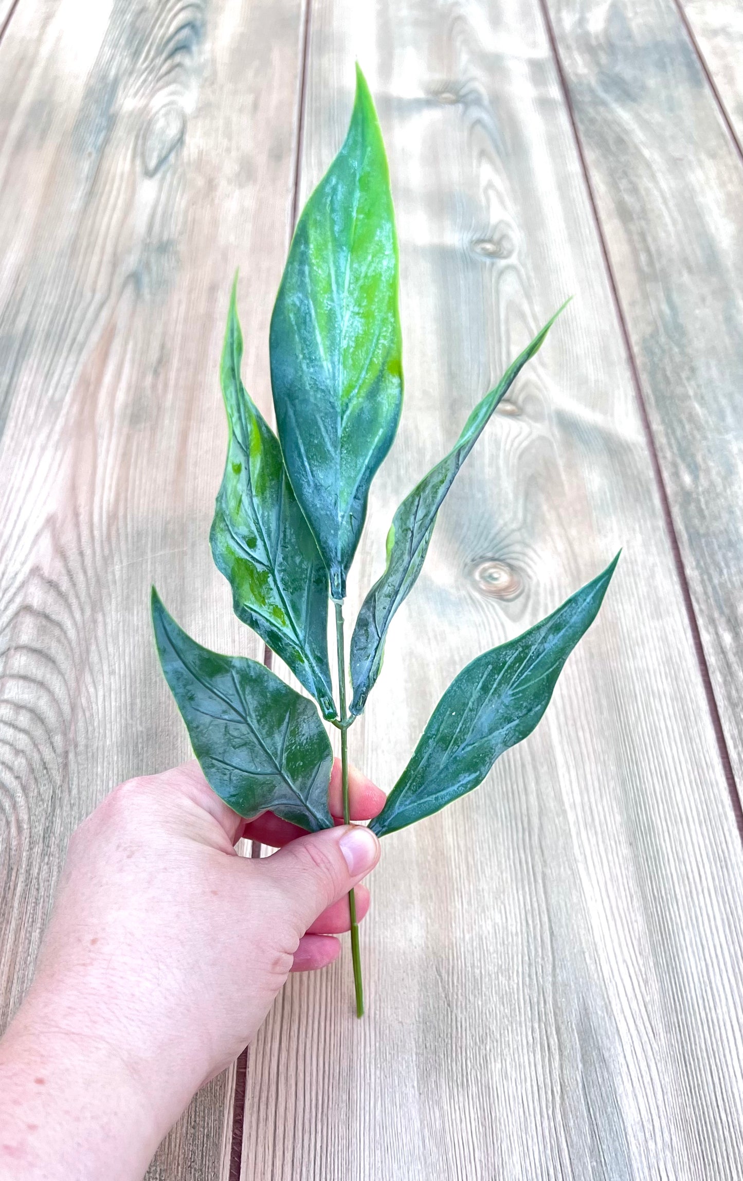 Single stem from Leaf Bush- Green Tips showing foliage shape, color variation, and spread detail