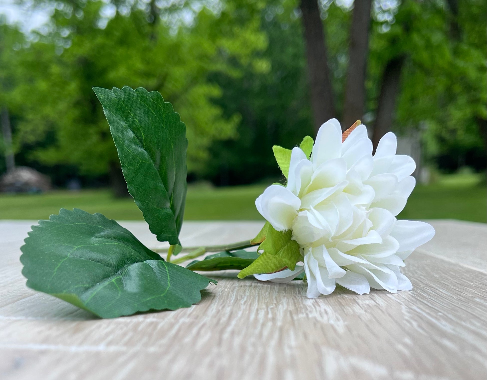 Single White Dahlia bloom highlighting layered petals, shape, and foliage detail
