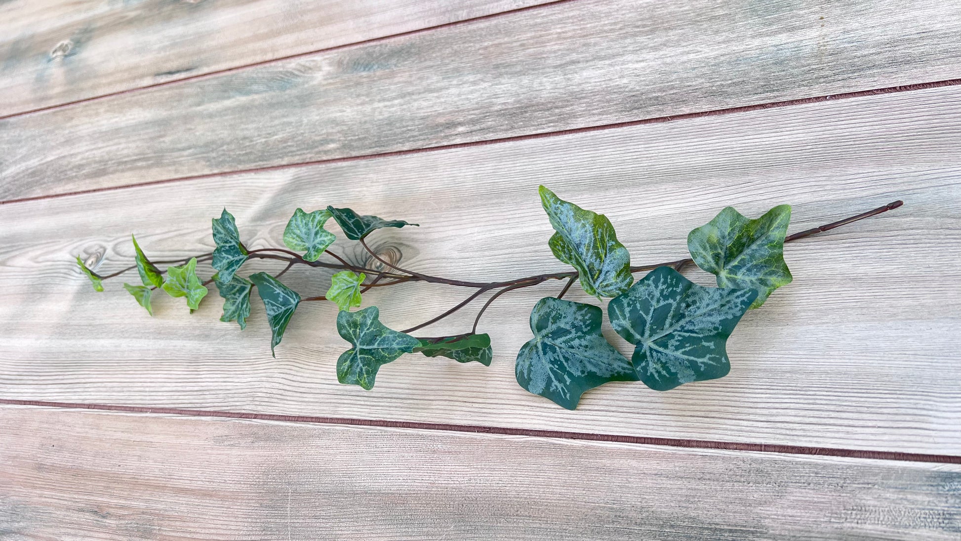 Single stem from our Hanging Ivy Bush — Frost showing leaf spacing, stem detail, and graduated foliage