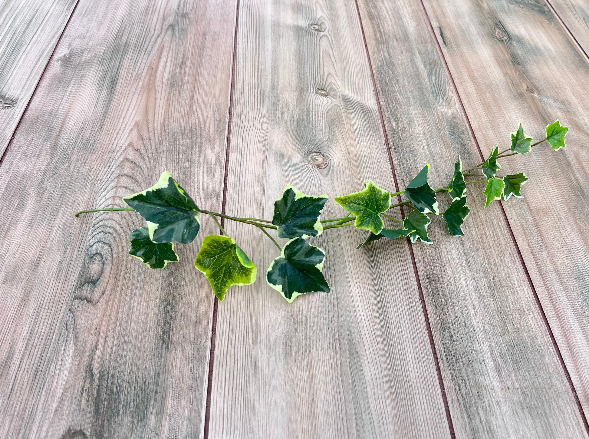 Single stem view from Variegated Hanging Ivy Bush featuring cream-edged ivy leaves and flexible vine