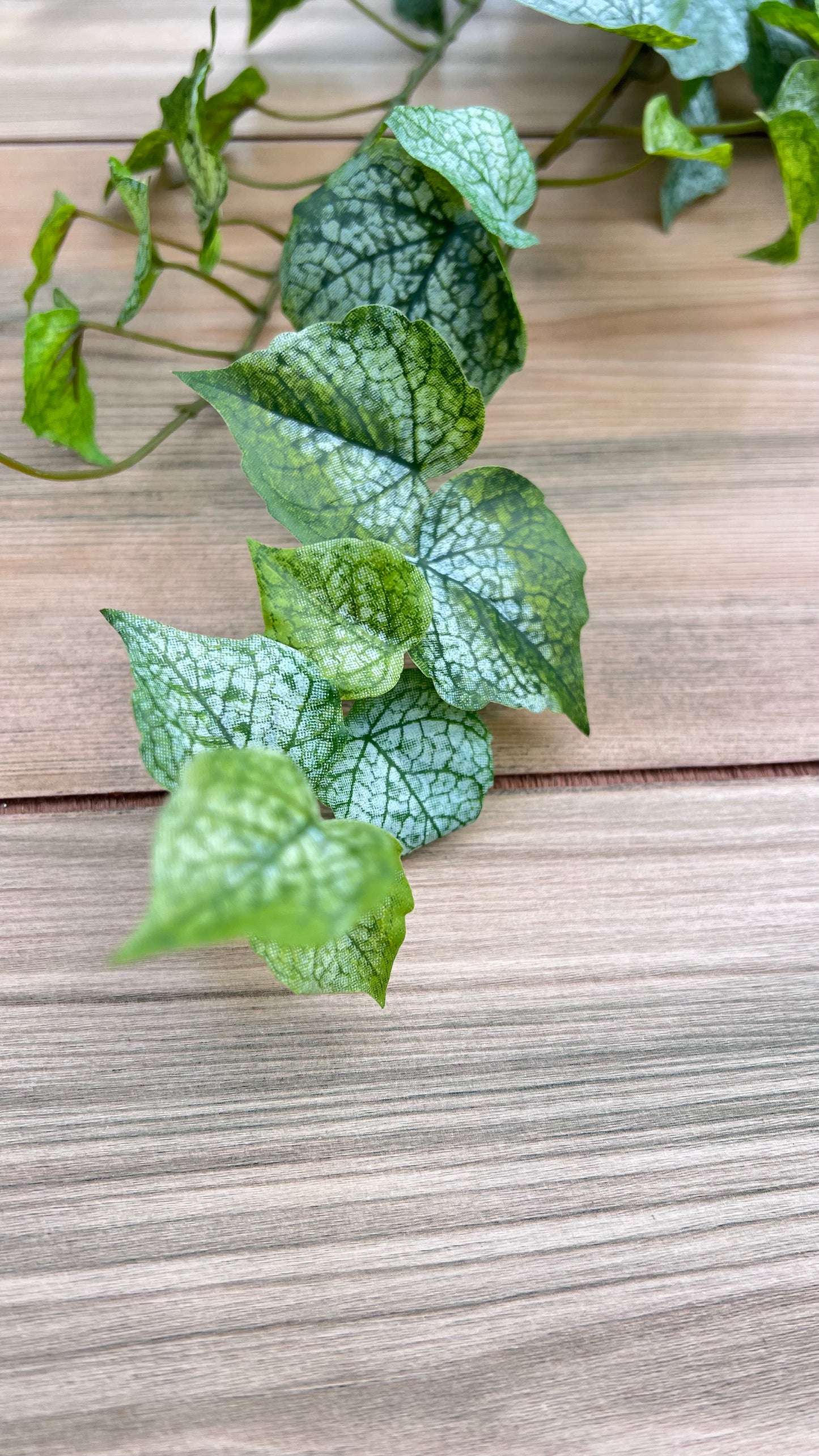 Single stem close up from the Cottonwood Frost Ivy Bush displaying leaf shape and tailing form