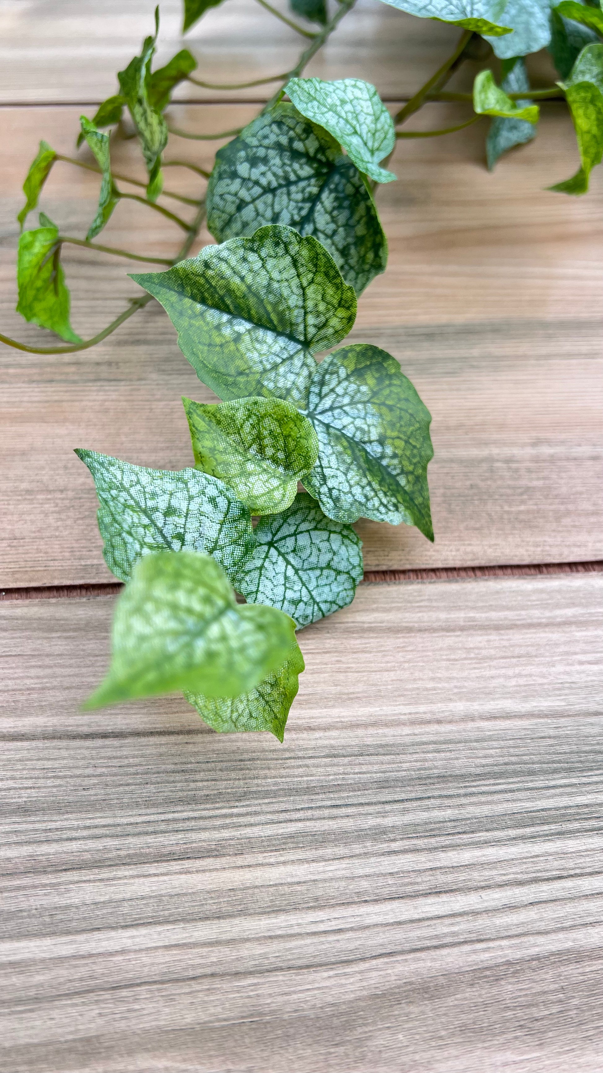 Single stem close up from the Cottonwood Frost Ivy Bush displaying leaf shape and tailing form
