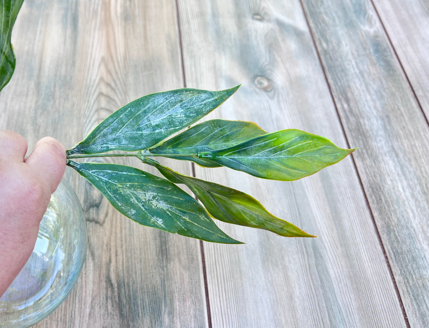Single stem from  Leaf Bush — Yellow Green displaying leaf shape, coloration, and construction details